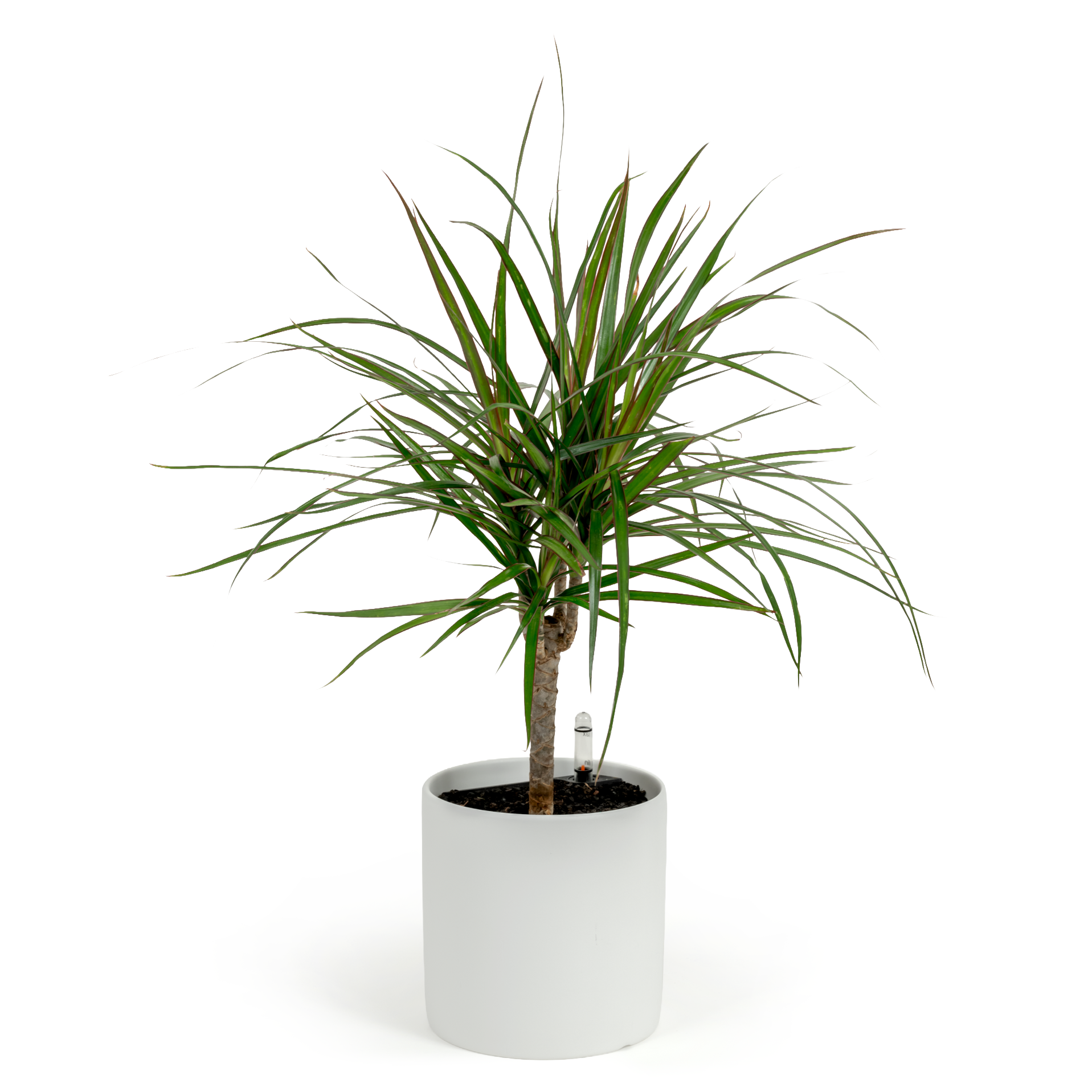 Dragon Tree
