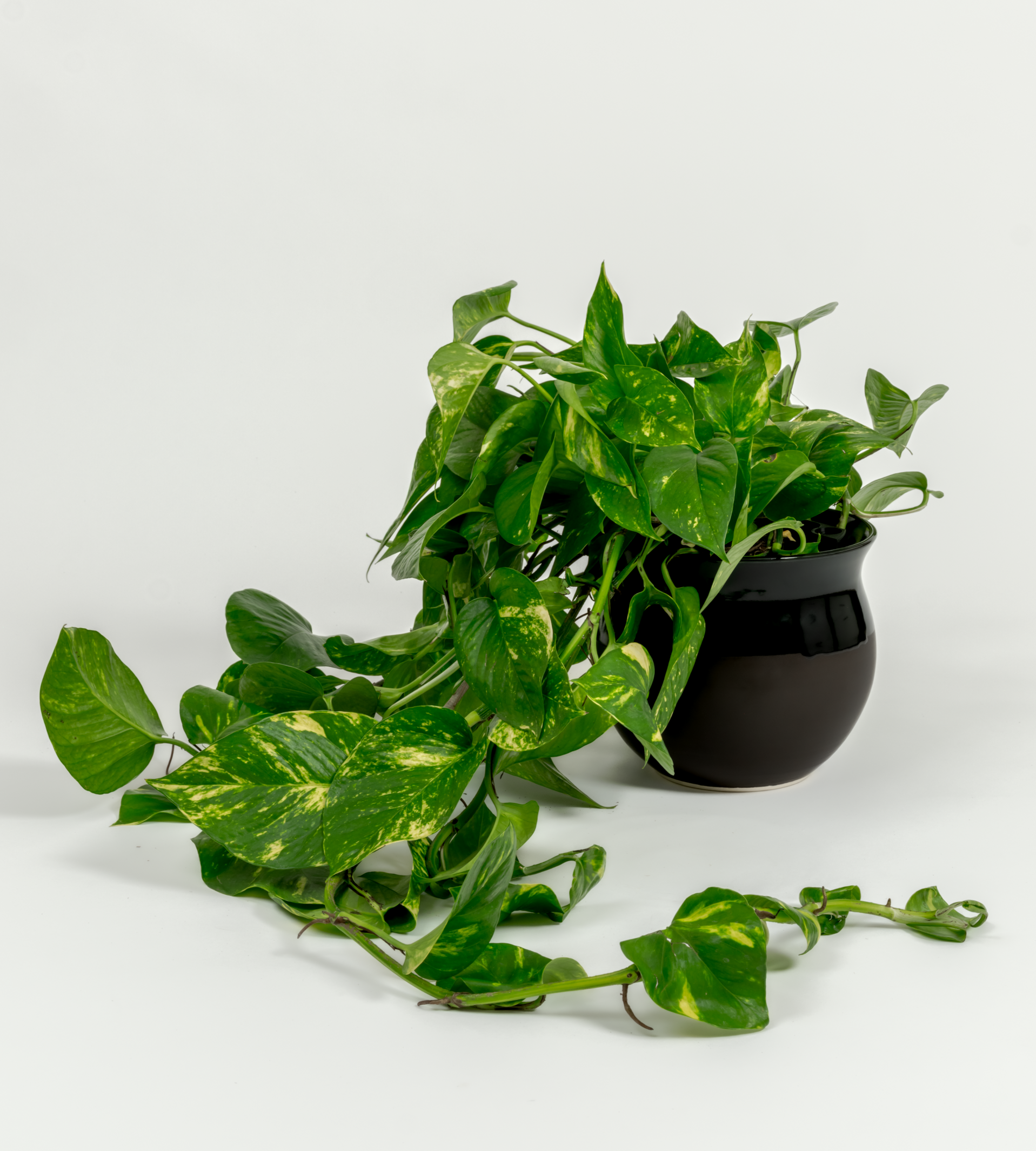 golden pothos large Golden Pothos - Epipremnum aureum 'Golden'