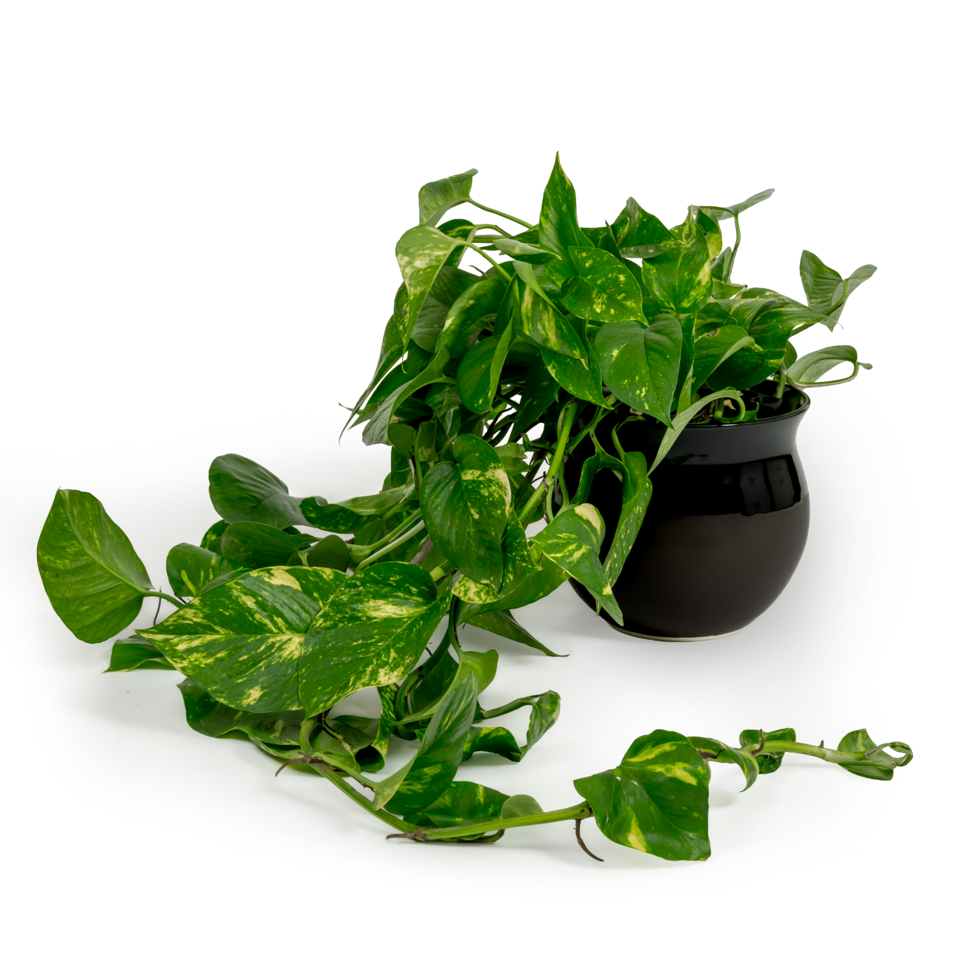 Golden Pothos