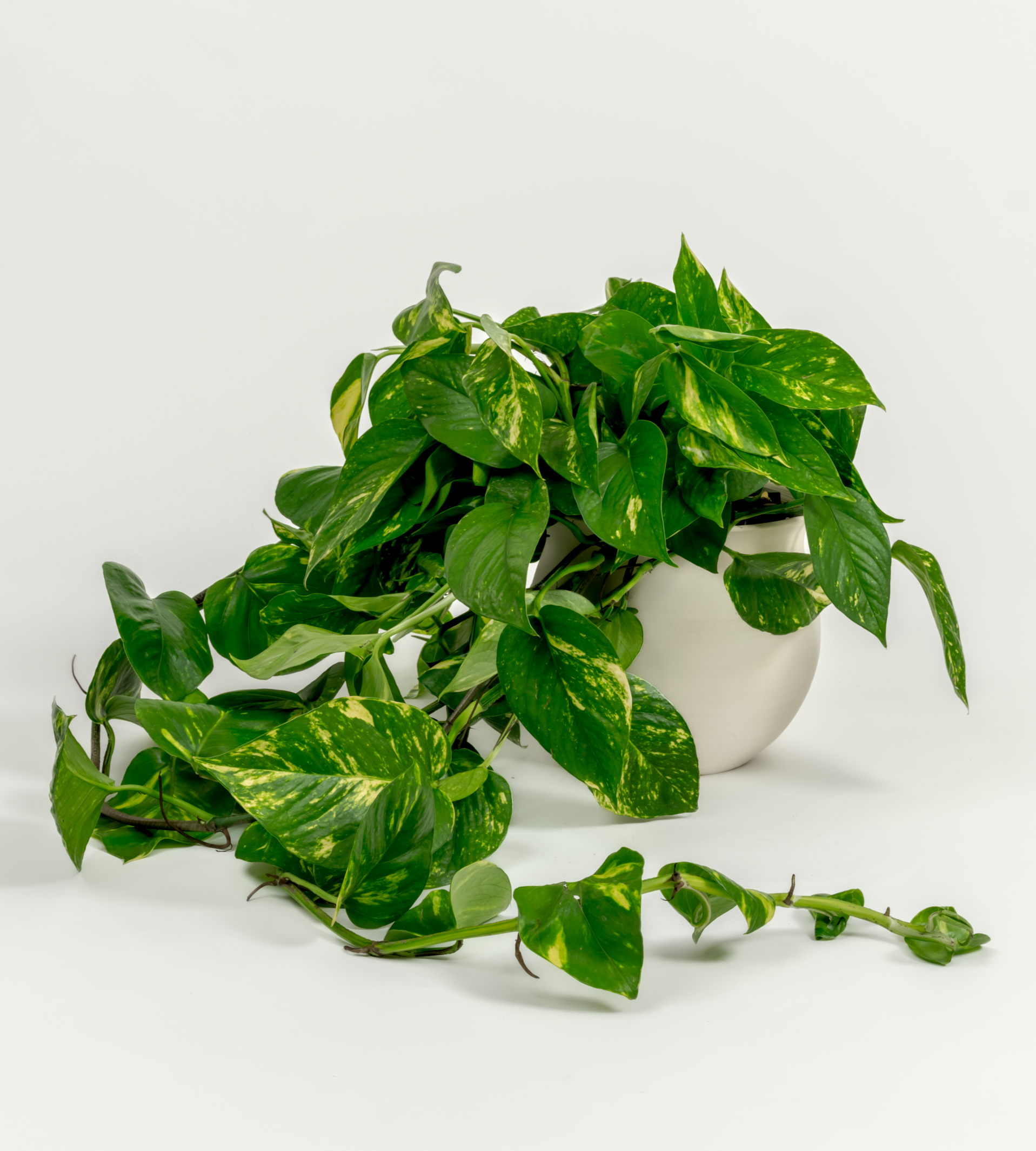 Epipremnum aureum 'Golden'