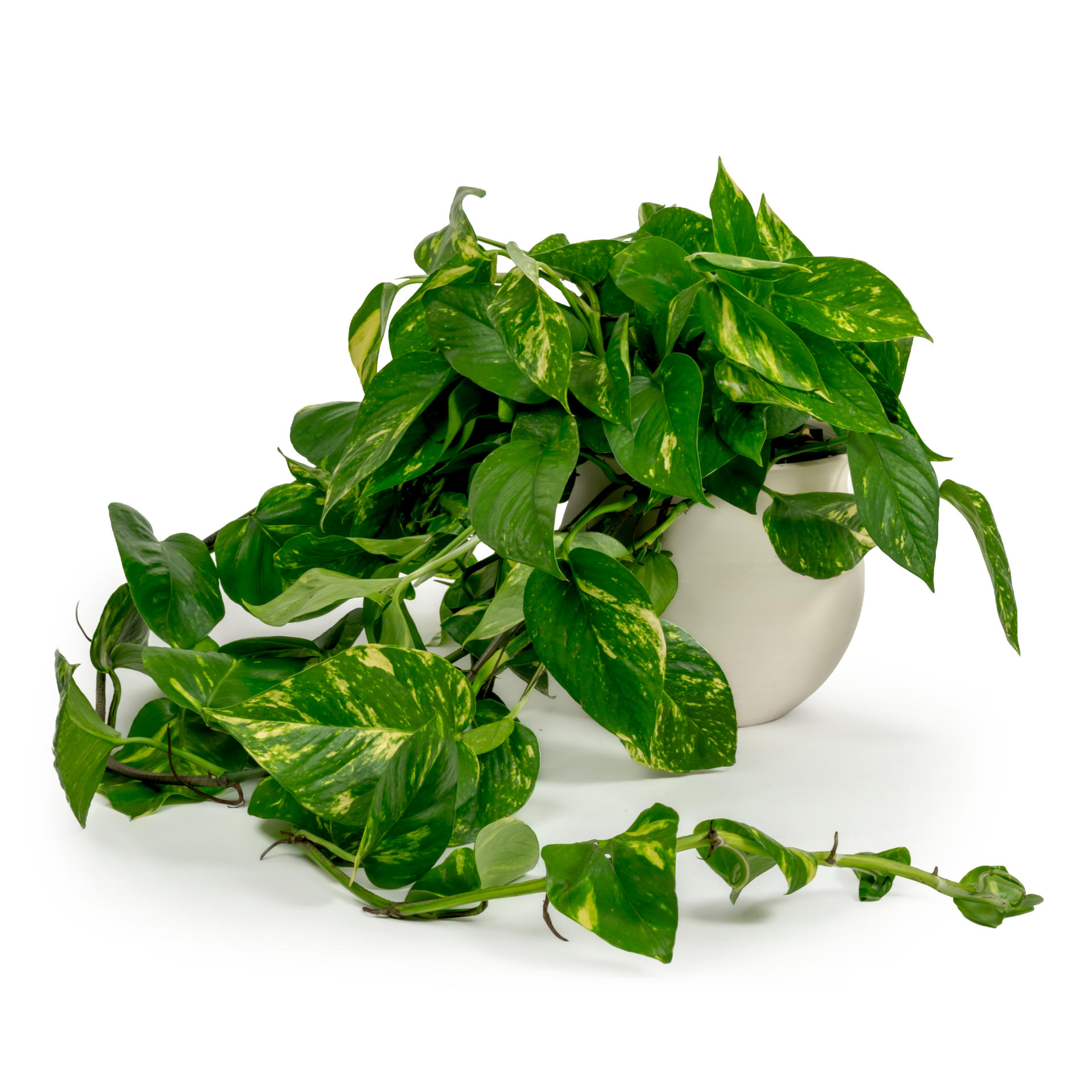 Golden Pothos