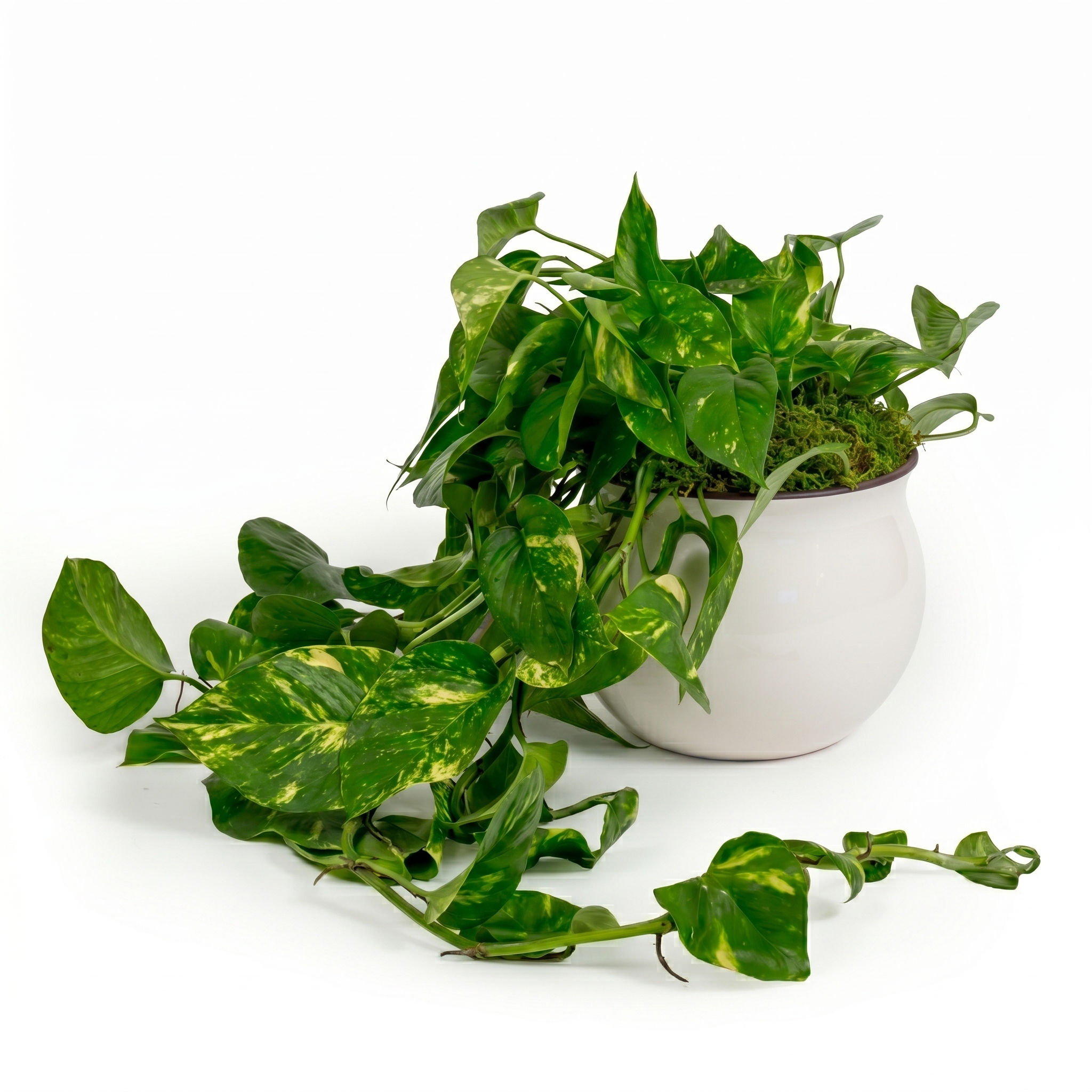 Golden Pothos