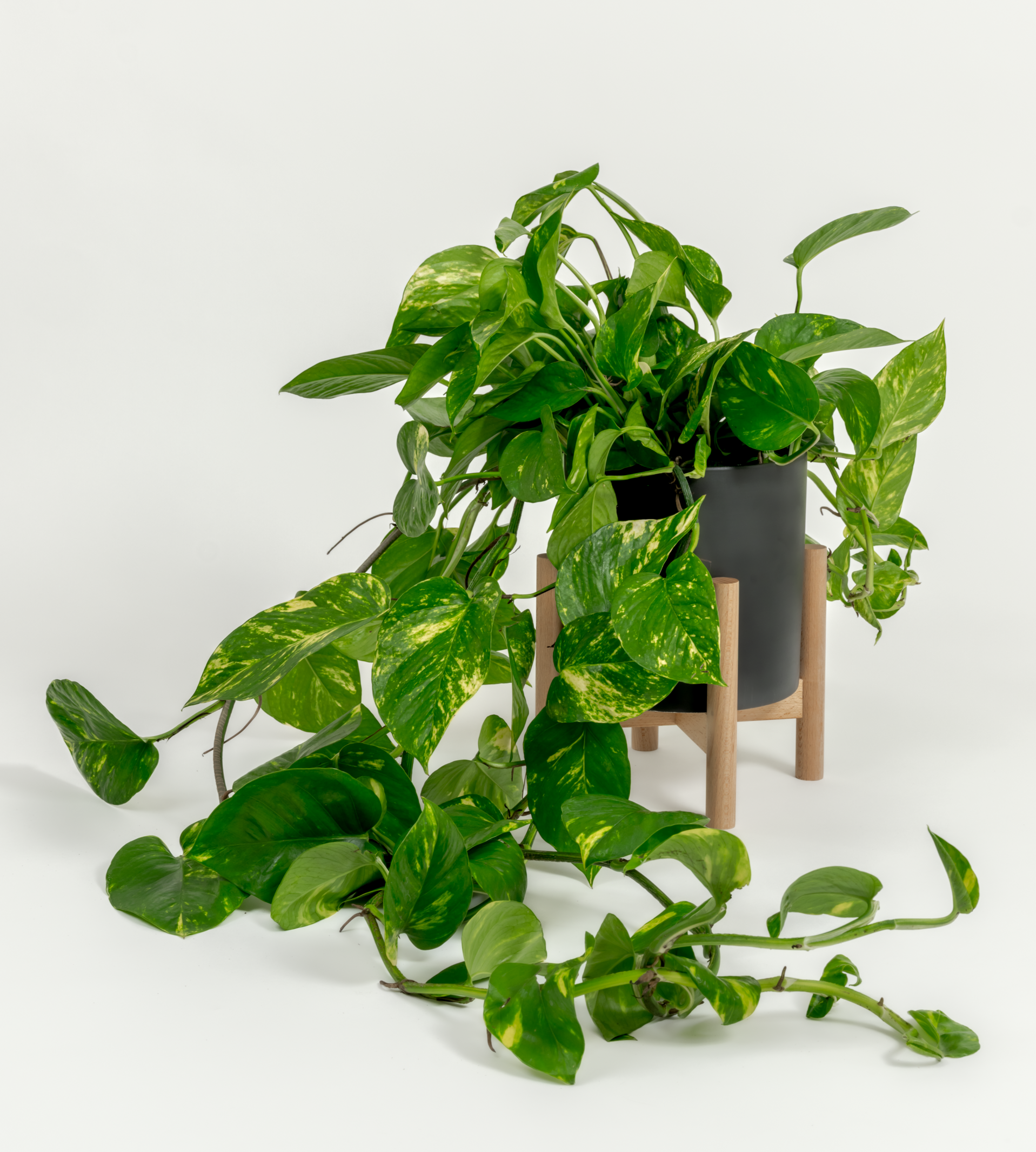 Epipremnum aureum 'Golden'