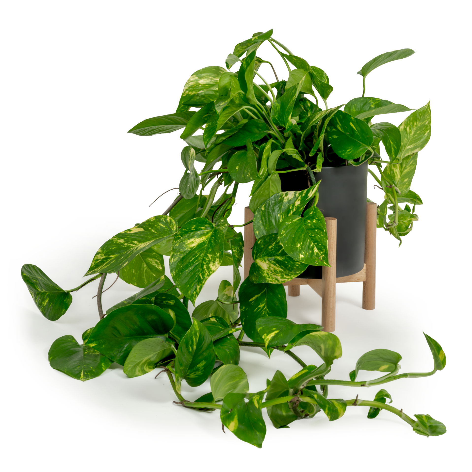 Golden Pothos