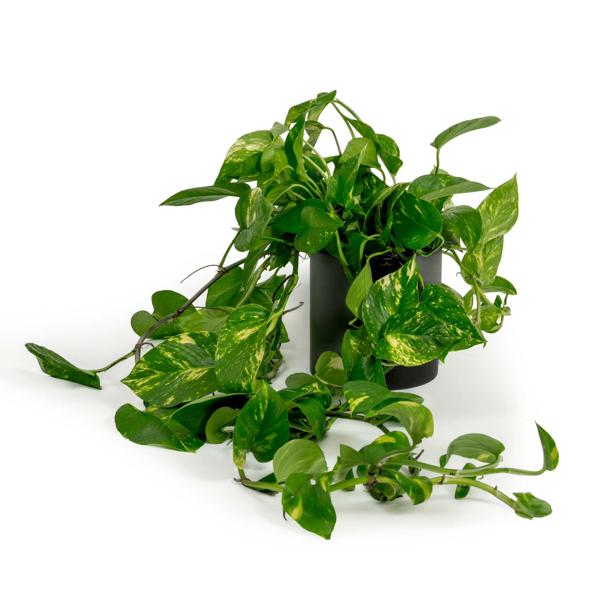 Golden Pothos