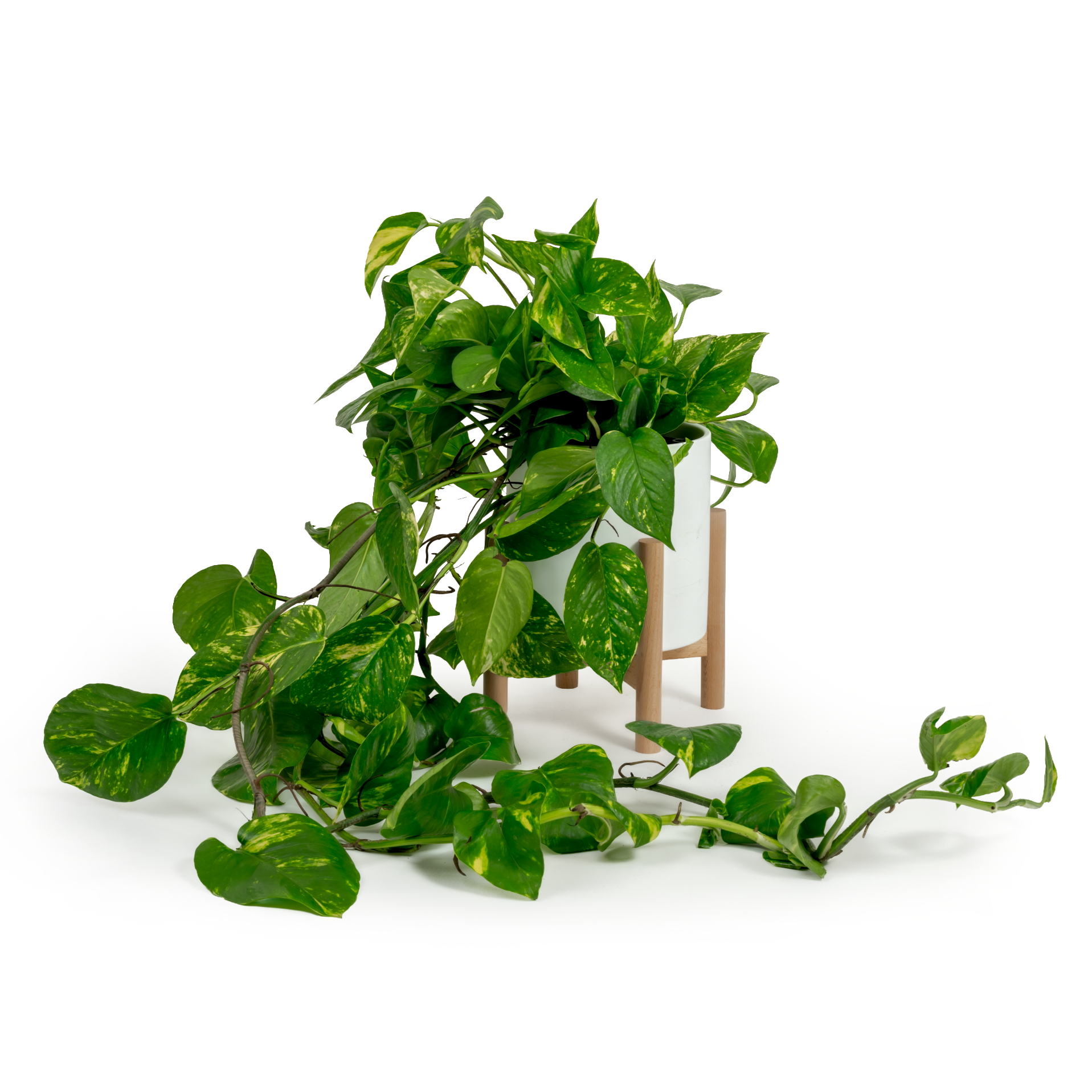 Golden Pothos
