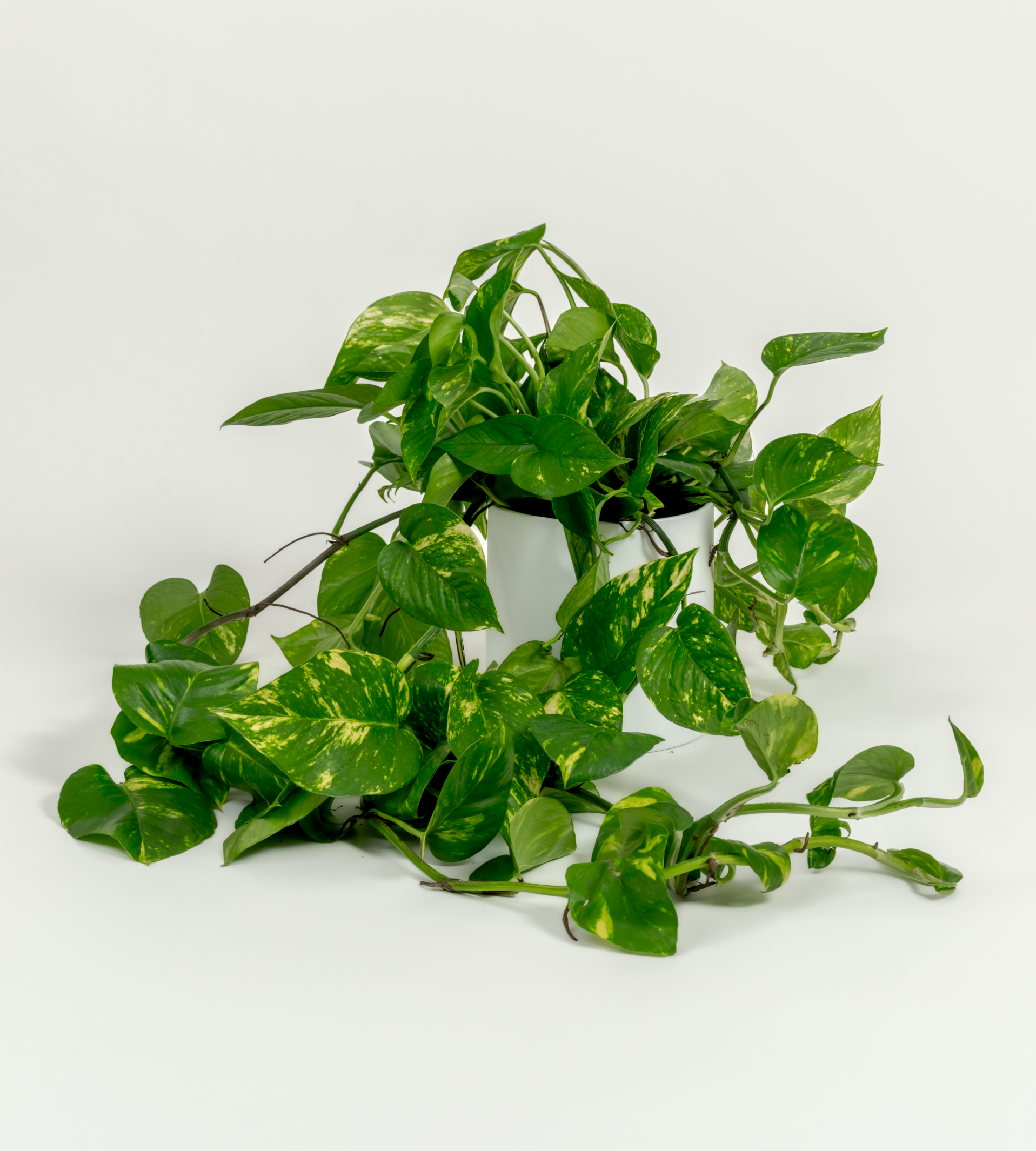 Epipremnum aureum 'Golden'