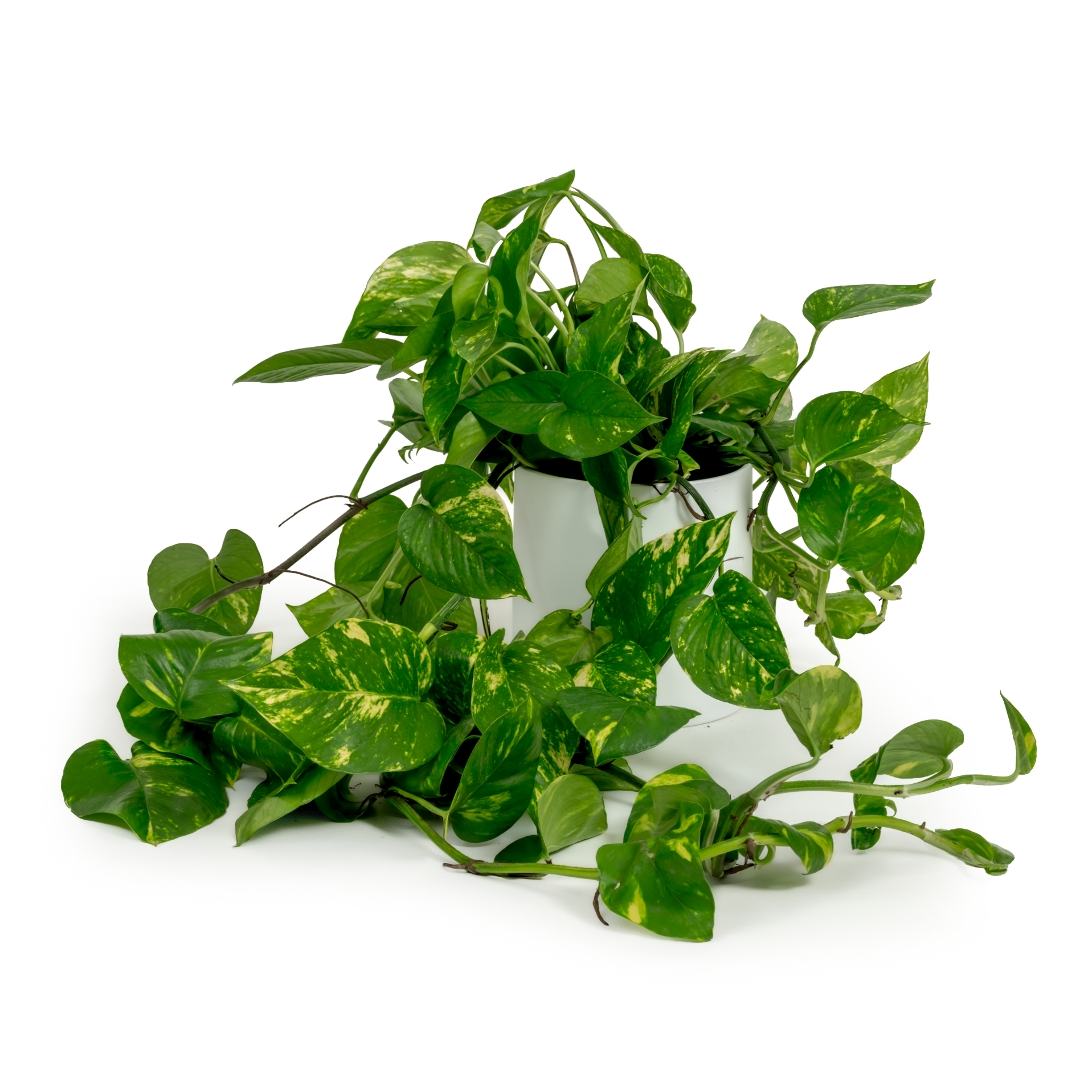 Golden Pothos