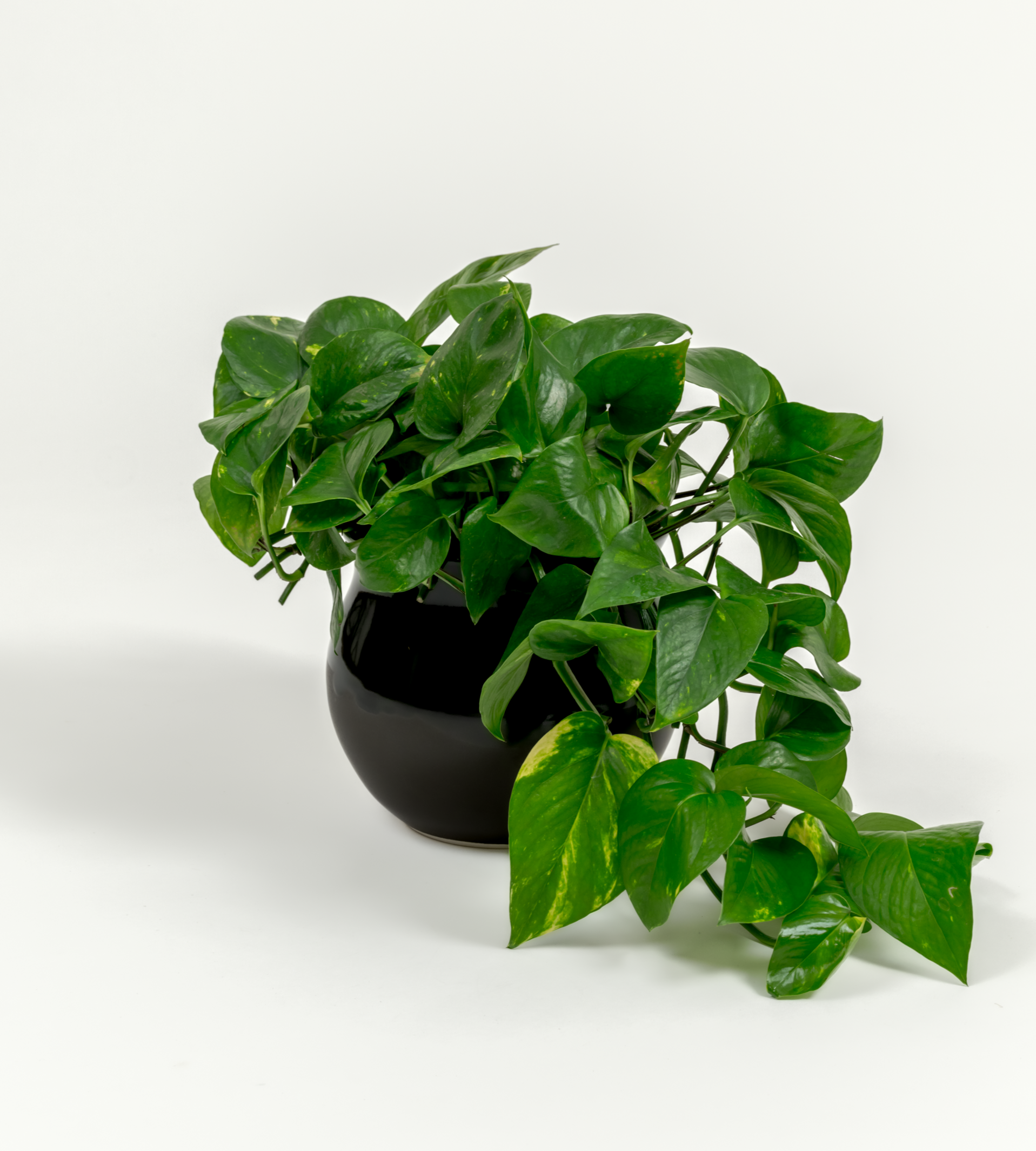 Epipremnum aureum 'Golden'