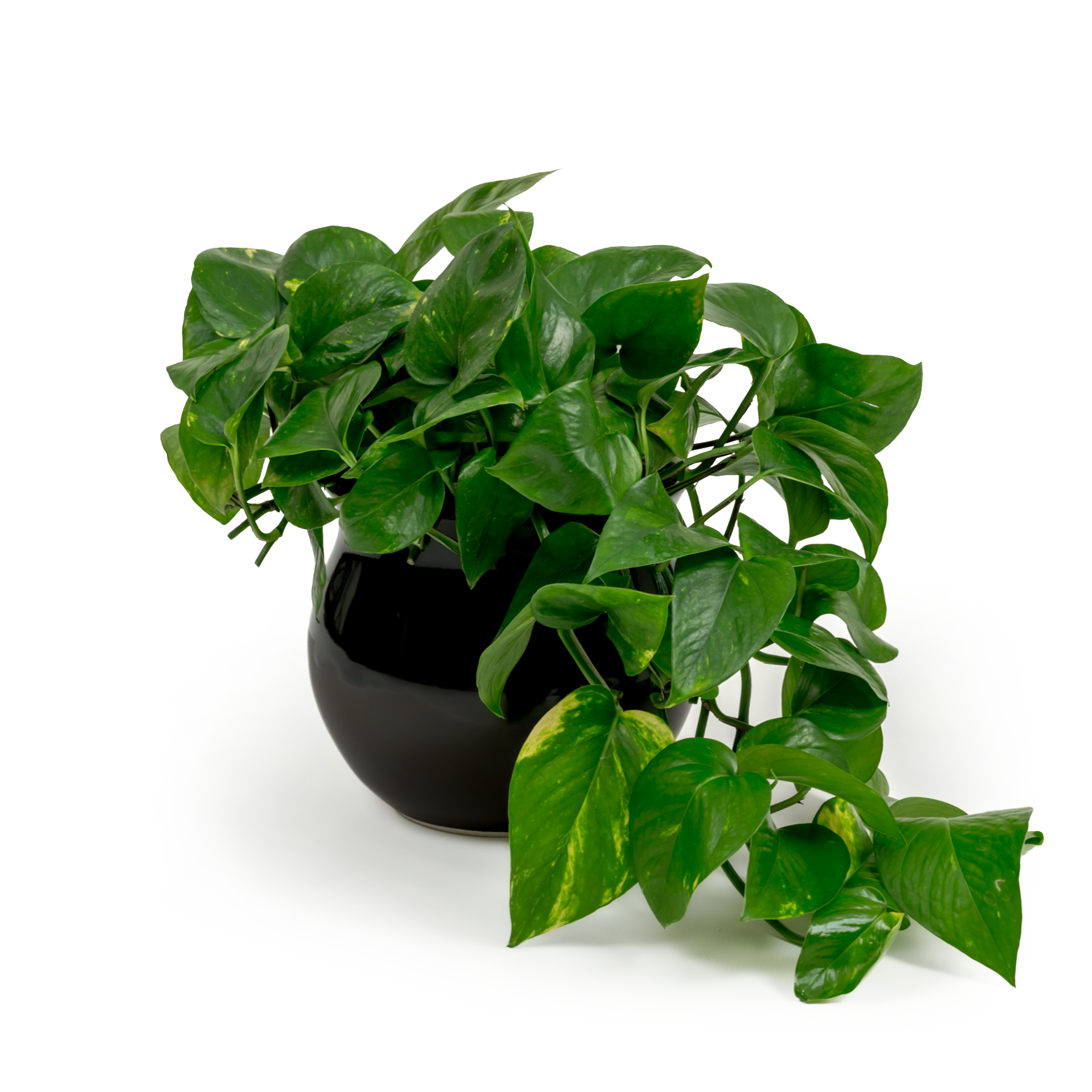 Golden Pothos