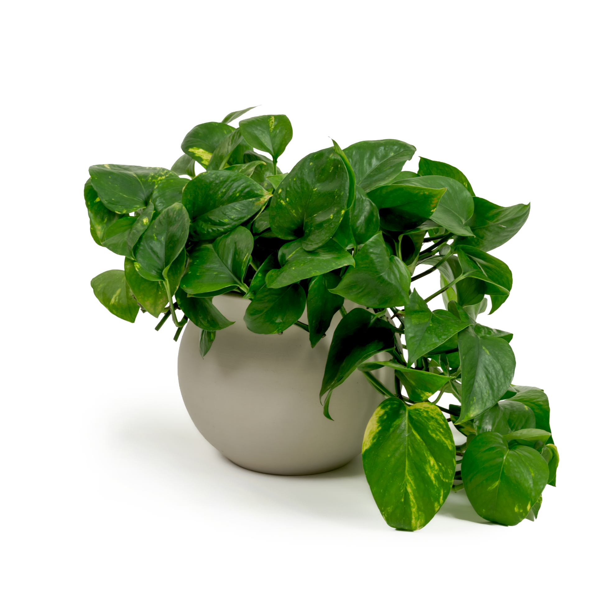 Golden Pothos
