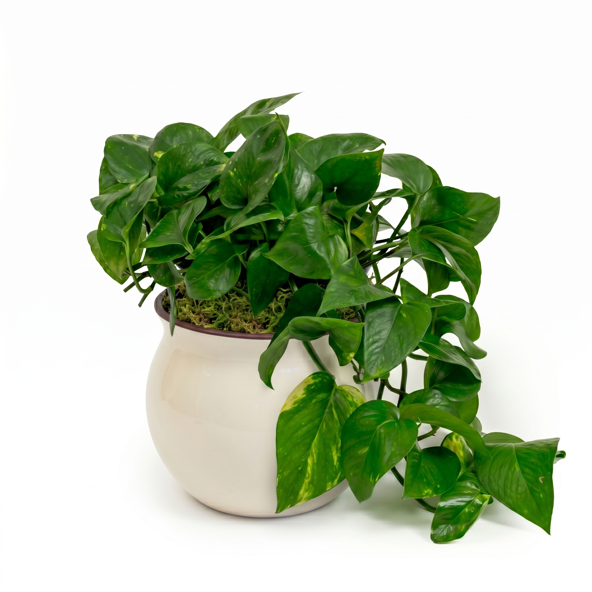 Golden Pothos