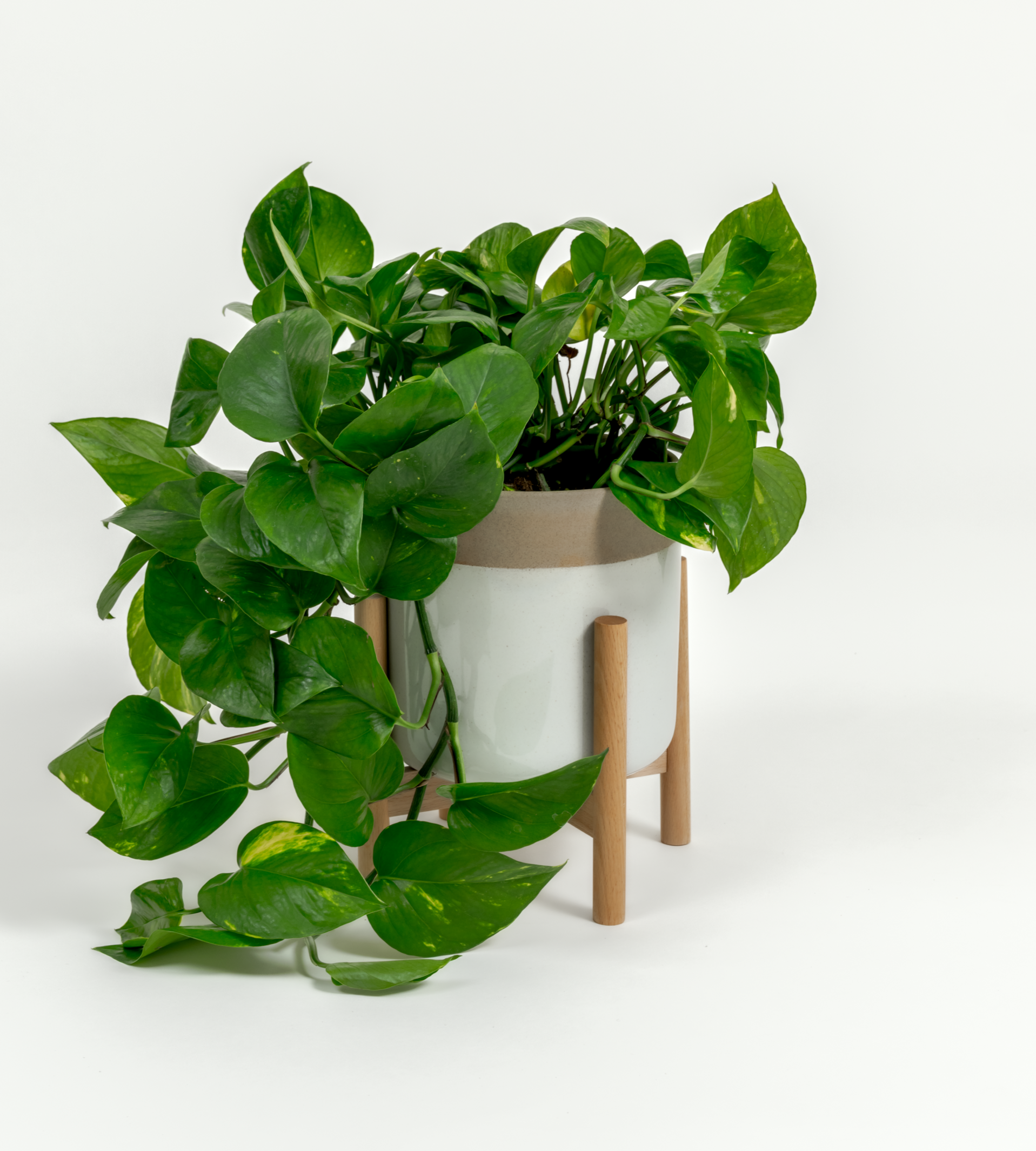 Epipremnum aureum 'Golden'