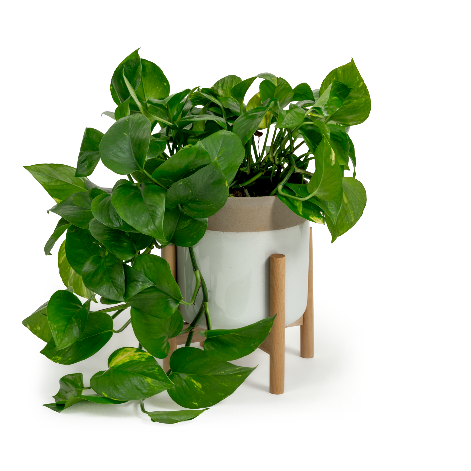 Golden Pothos