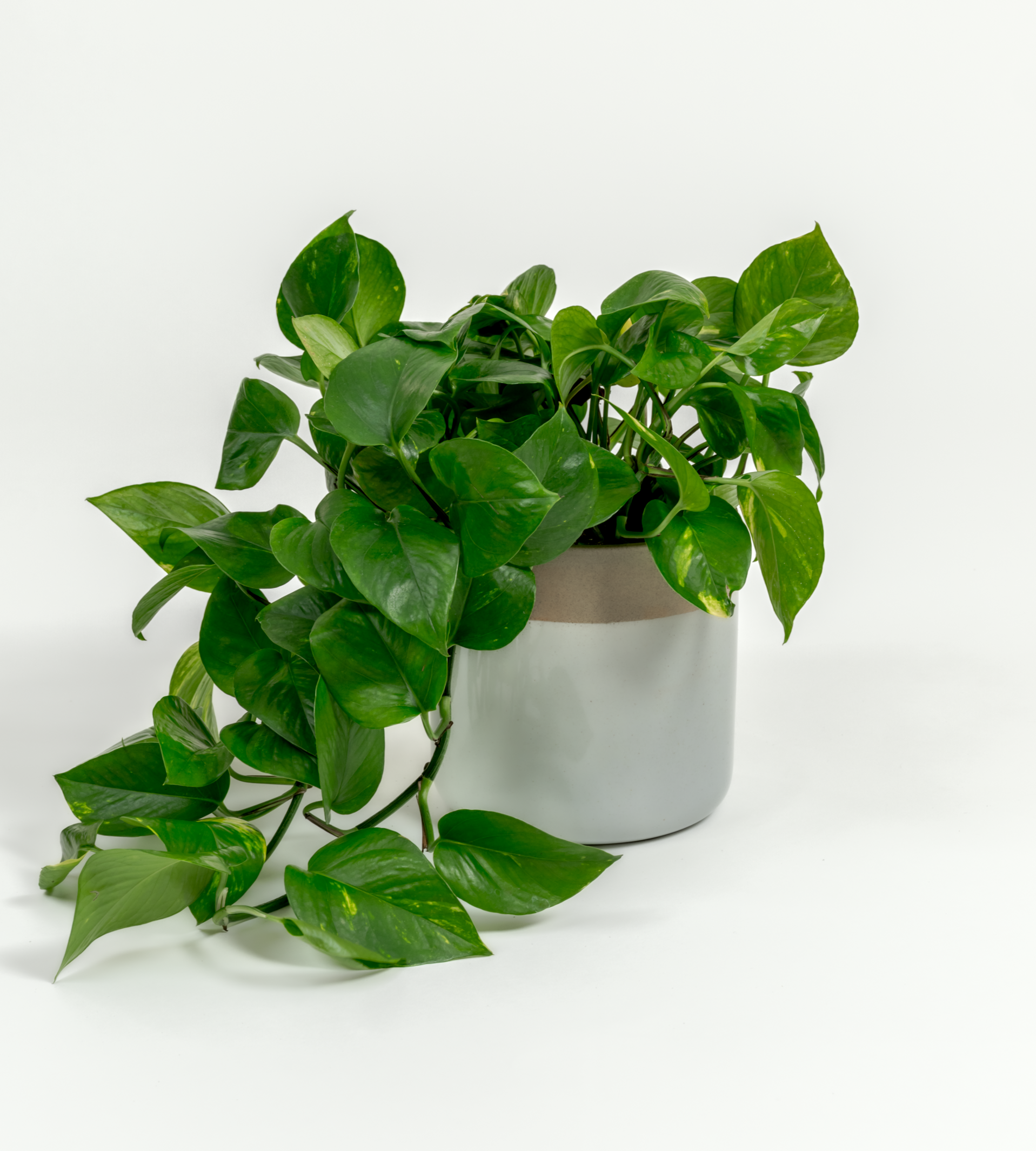 small golden pothos Golden Pothos