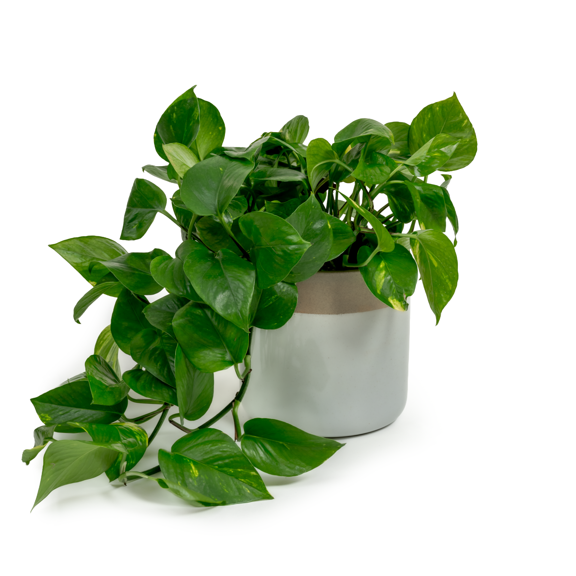 Golden Pothos