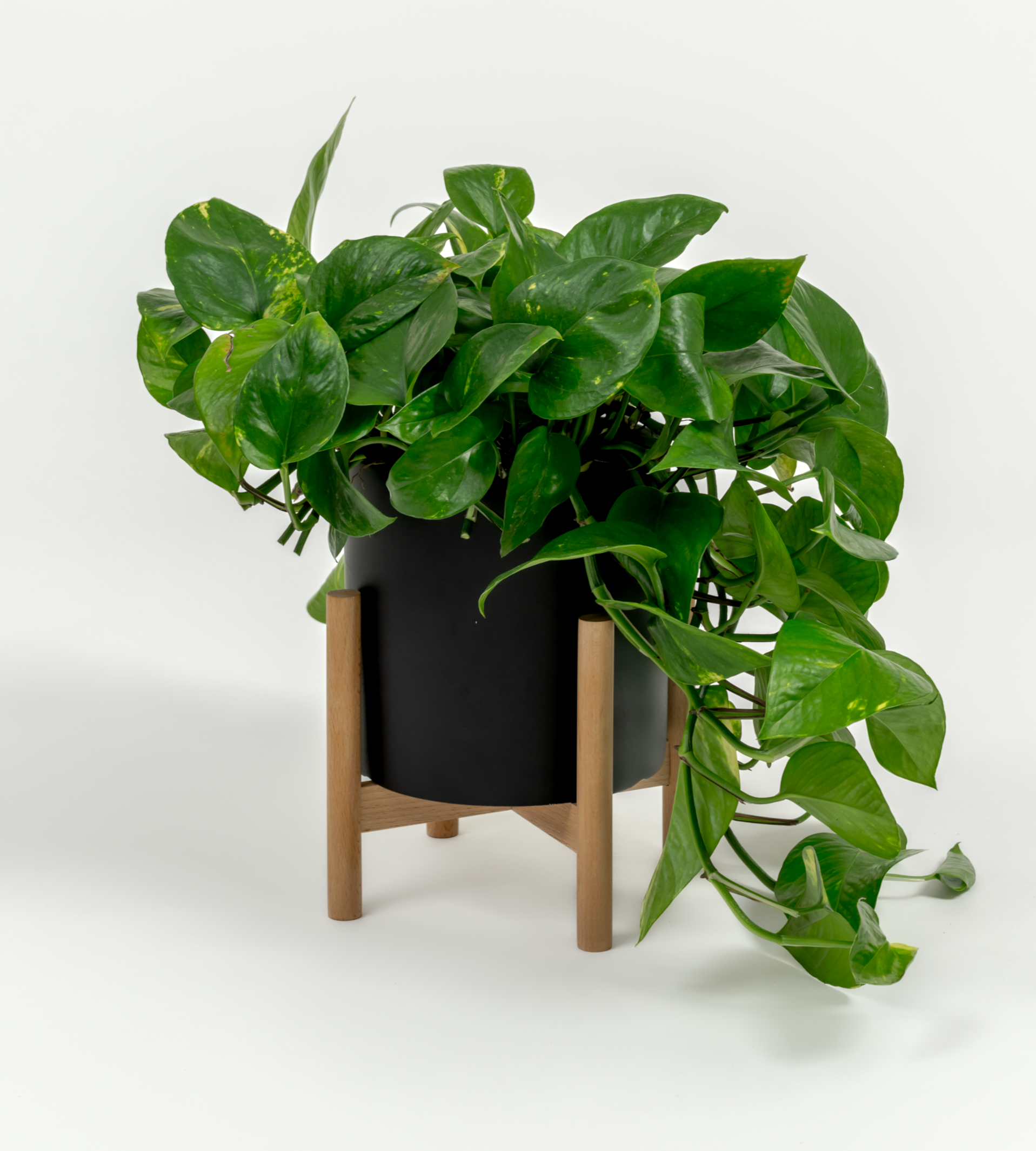 Epipremnum aureum 'Golden'