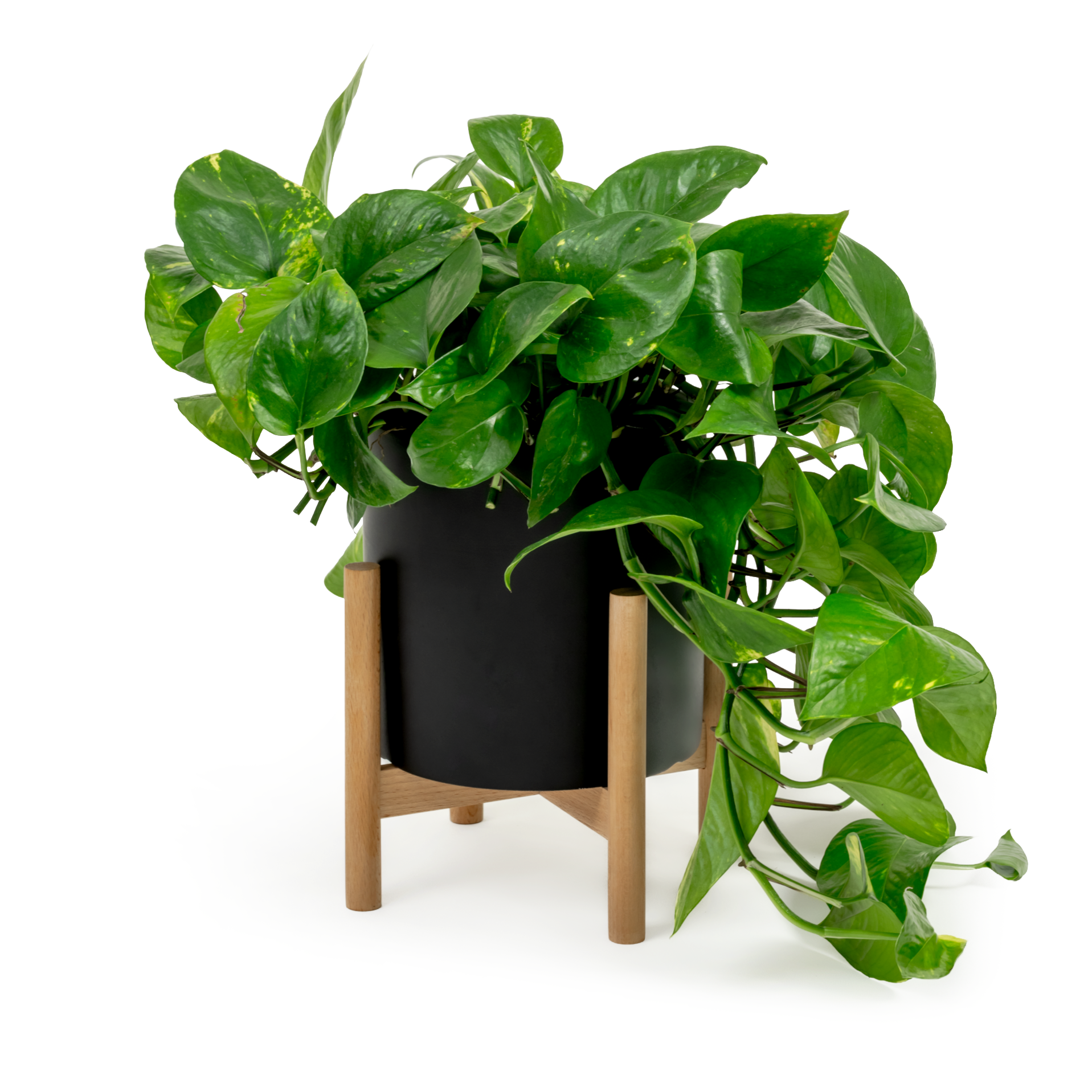 Golden Pothos