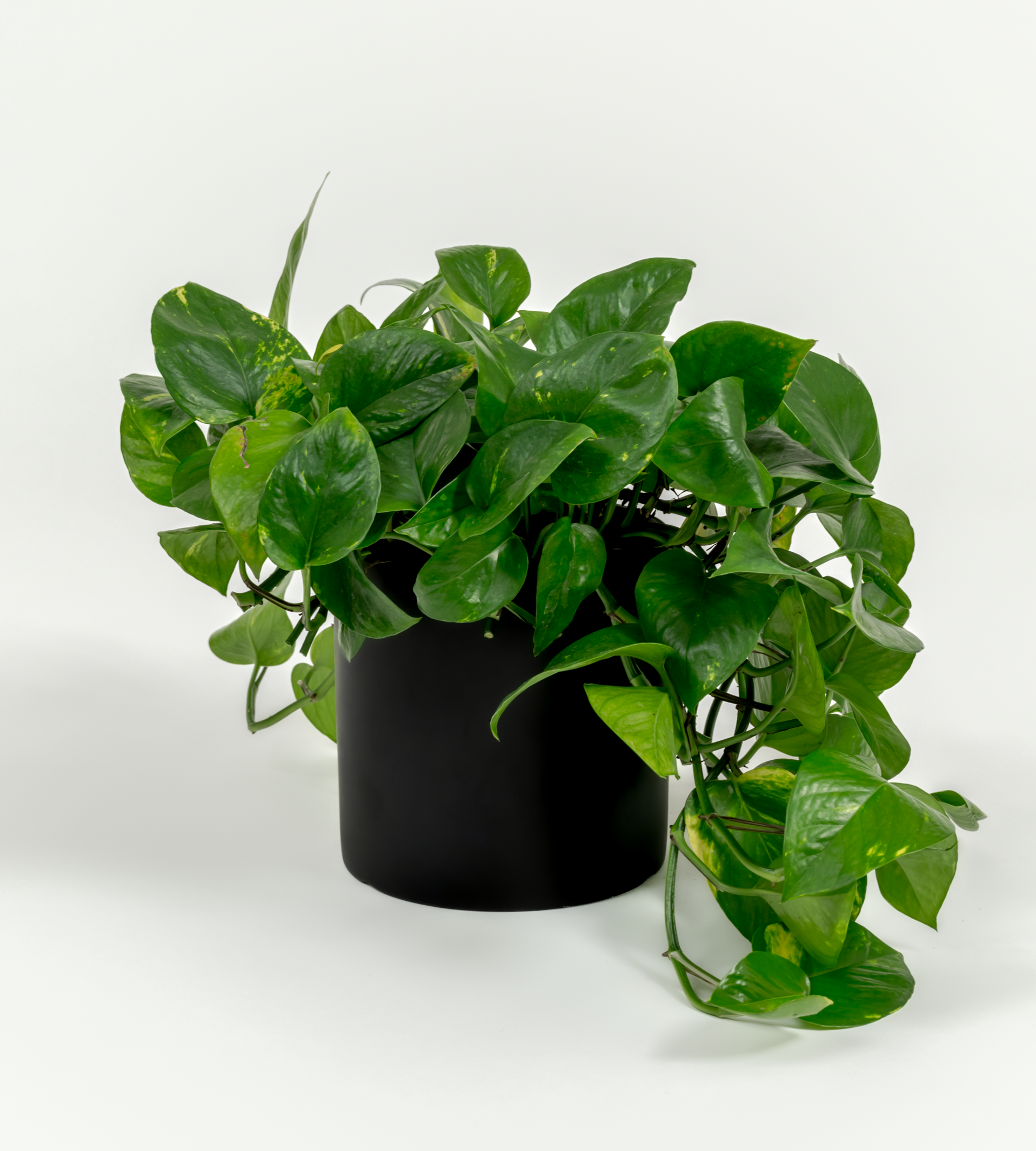 Epipremnum aureum 'Golden'