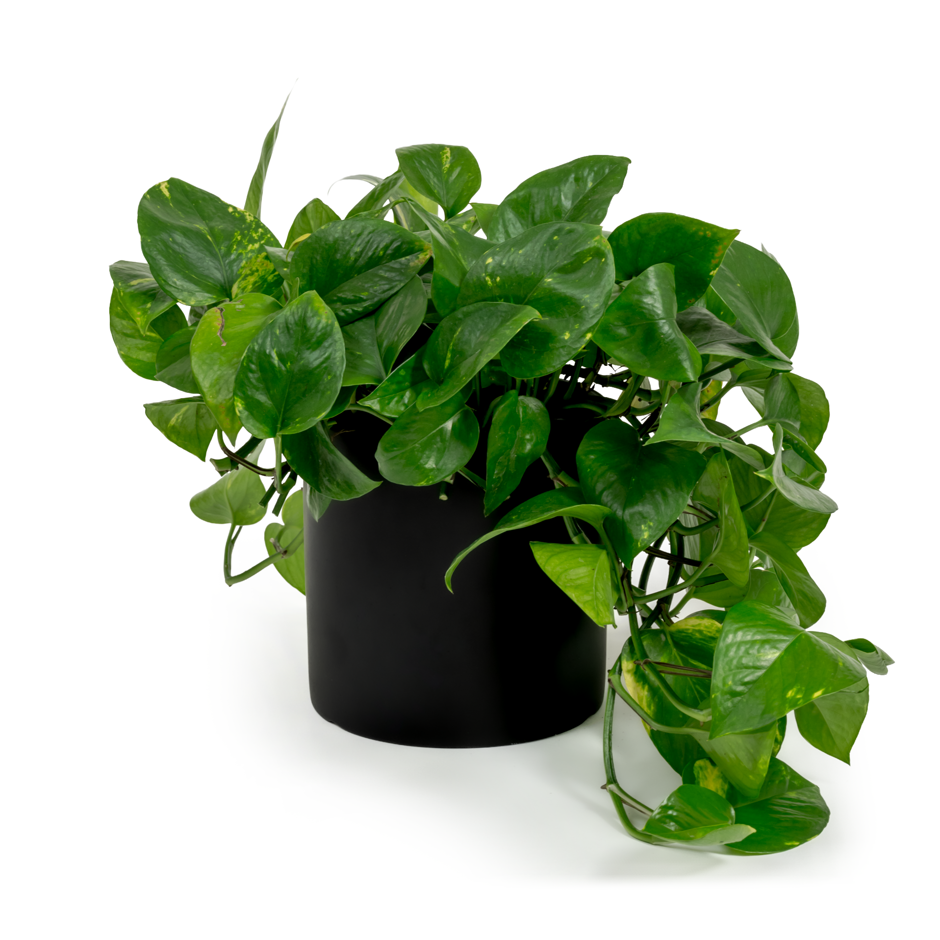 Golden Pothos
