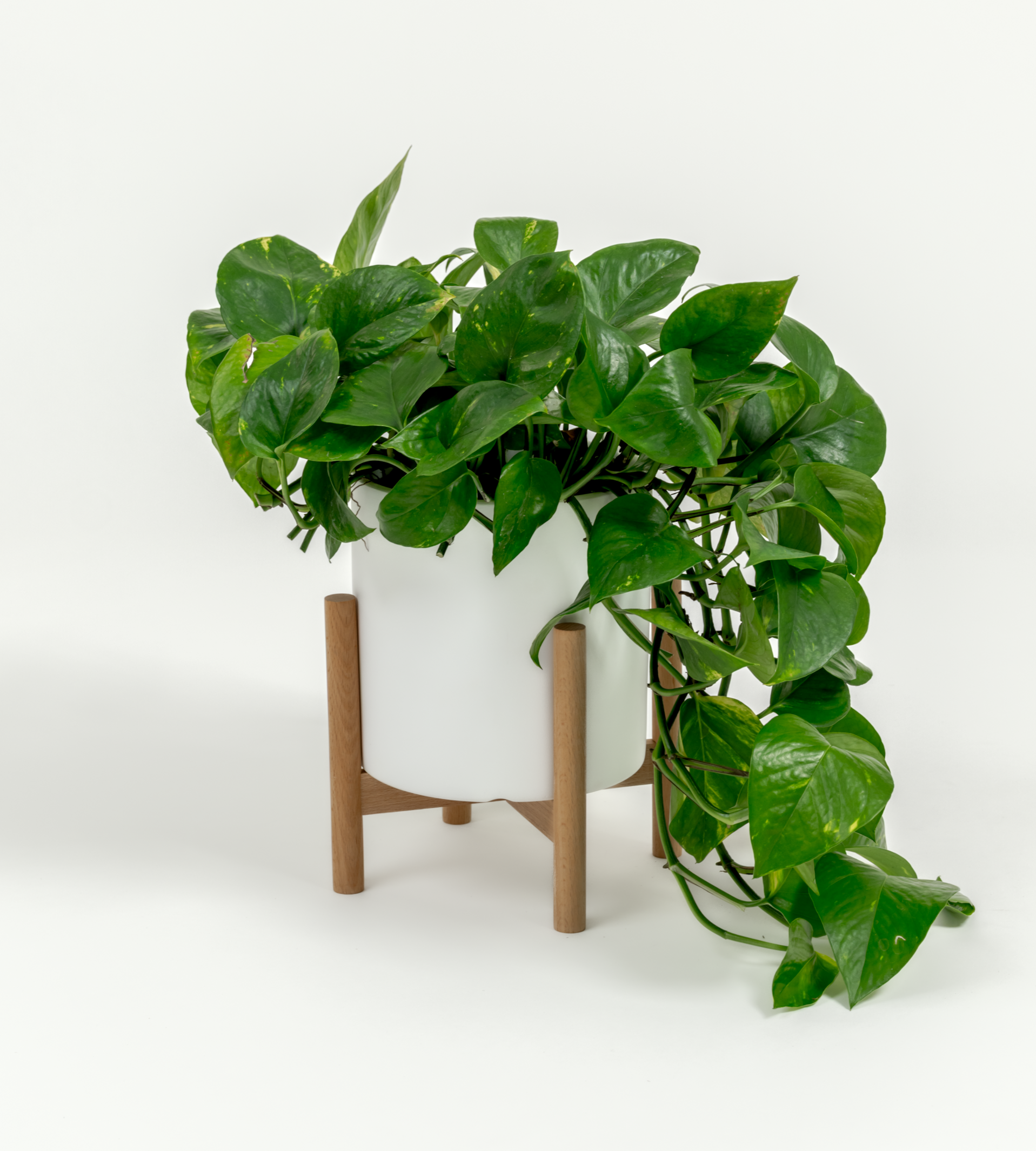 pothos stand Golden Pothos - Epipremnum aureum 'Golden'