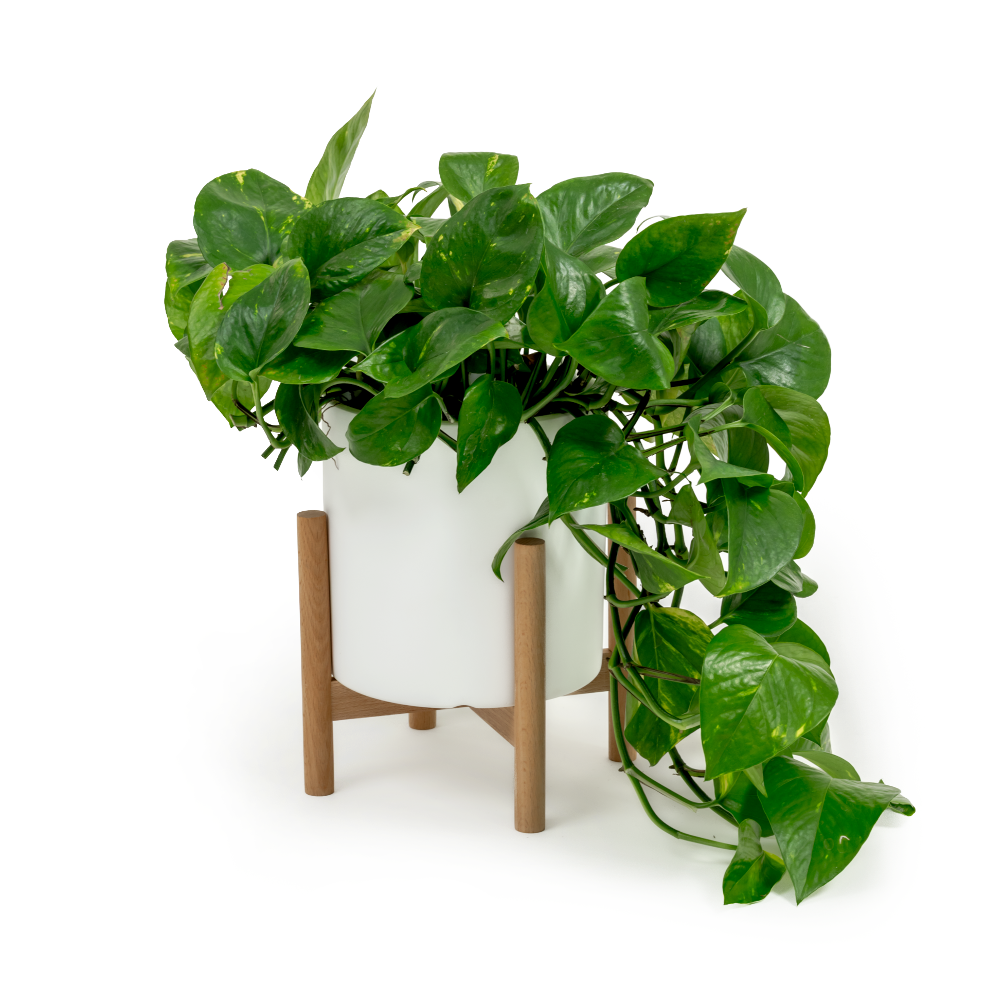 Golden Pothos
