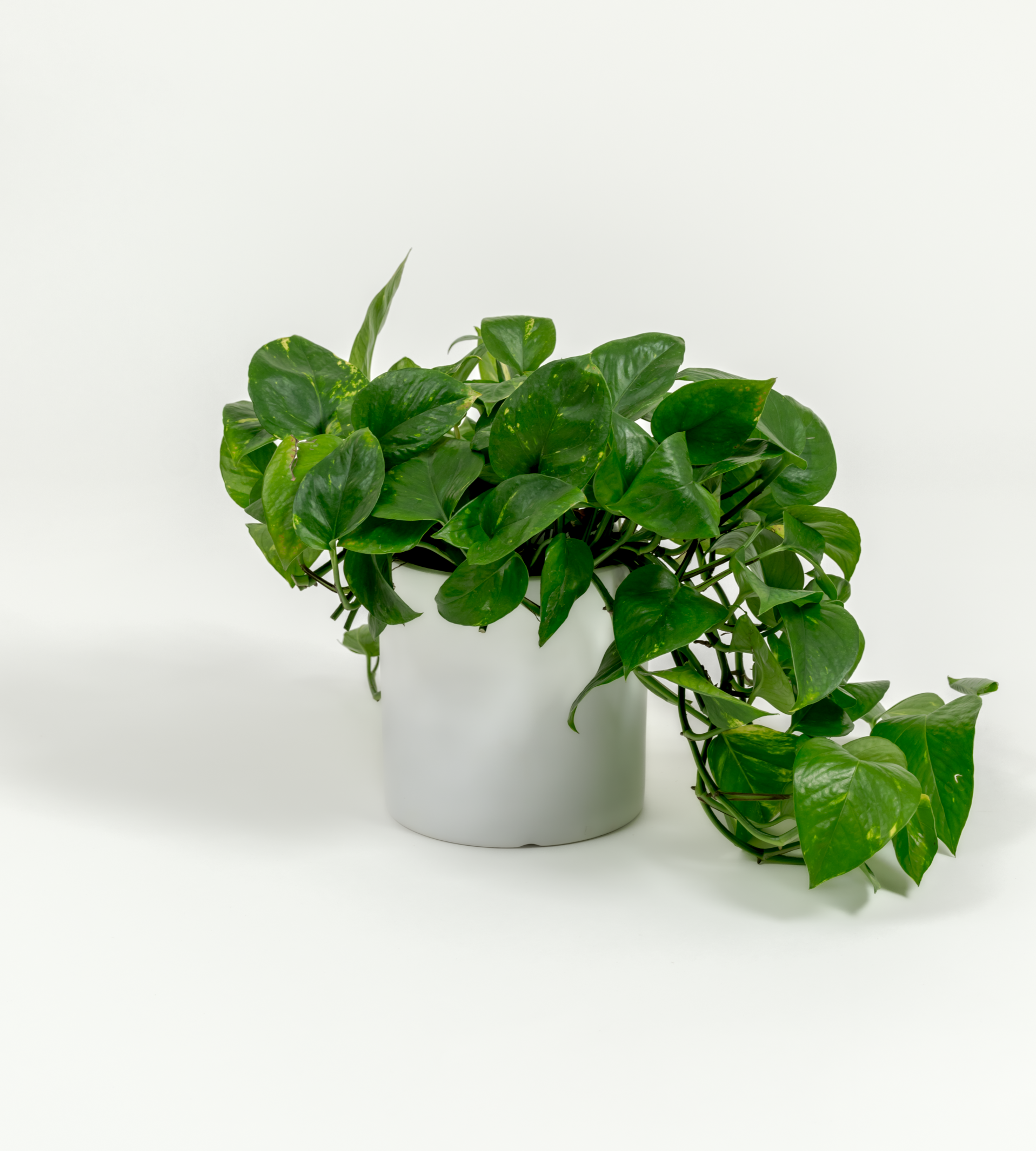 Epipremnum aureum 'Golden'