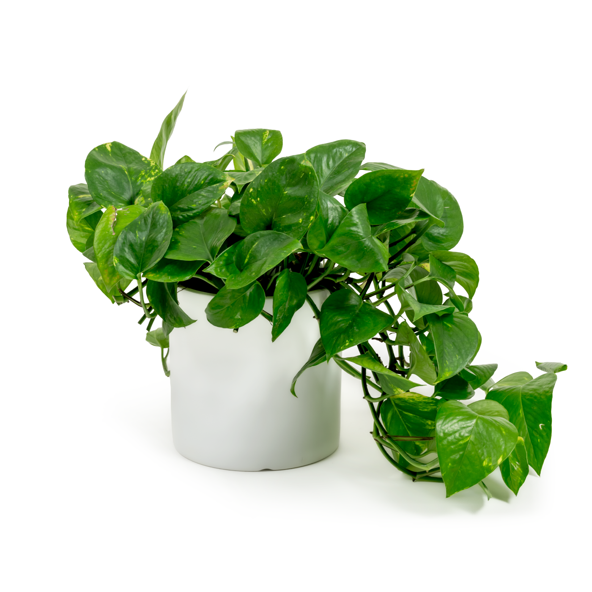Golden Pothos