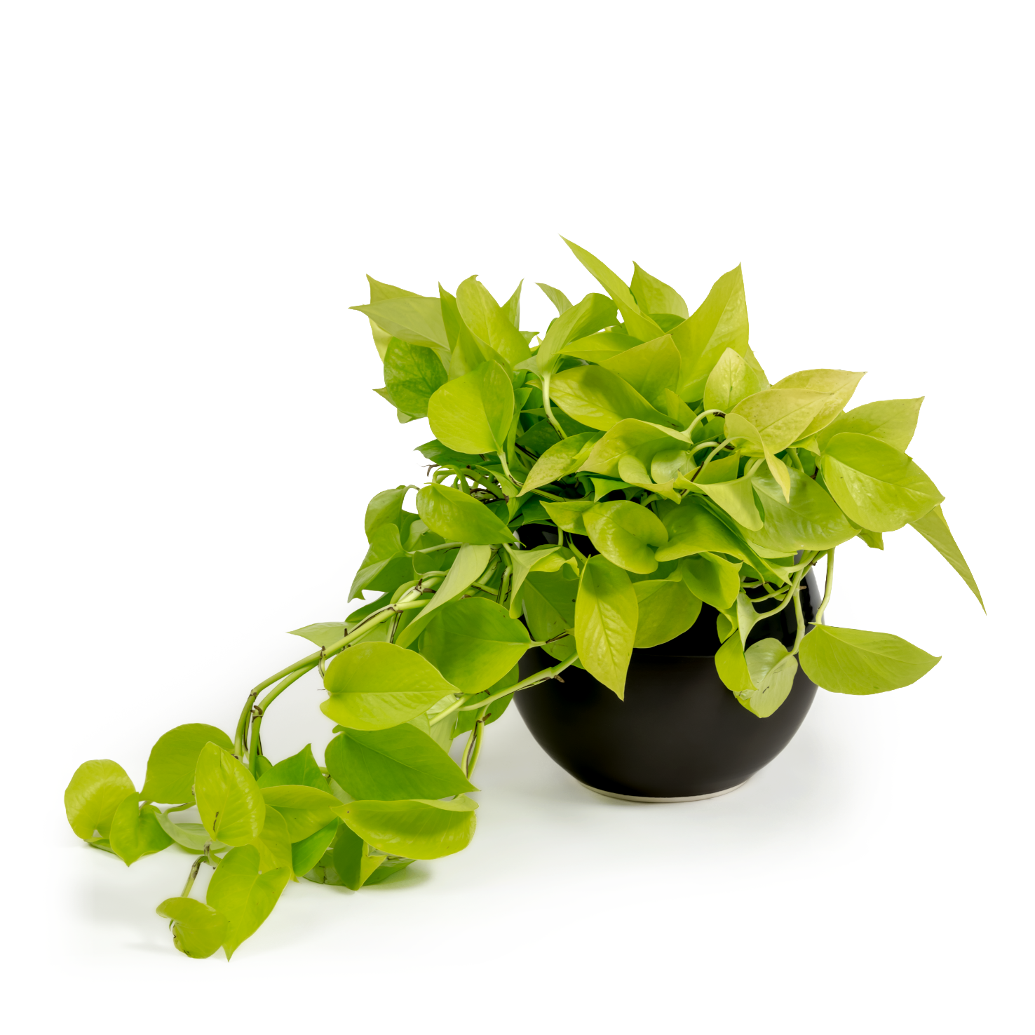 Neon Pothos