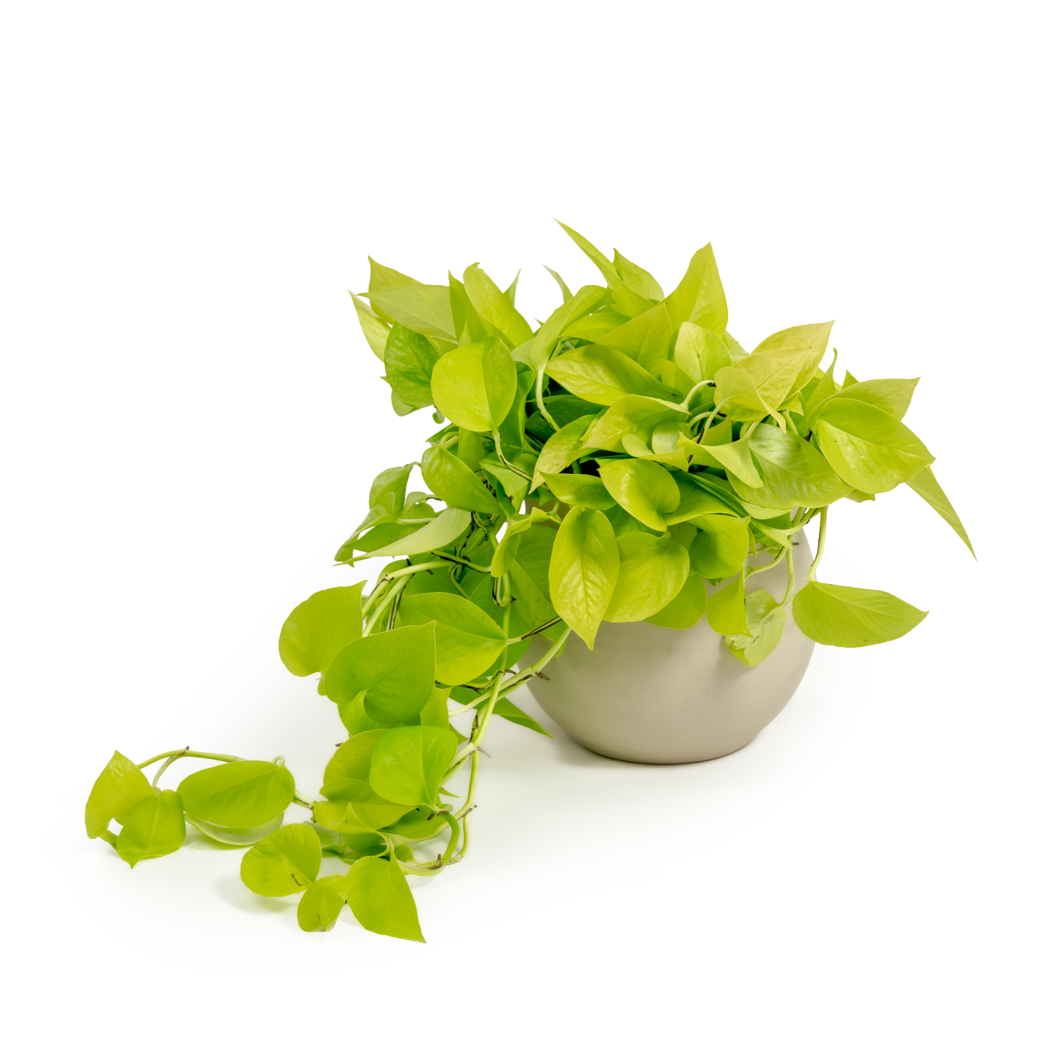 Neon Pothos