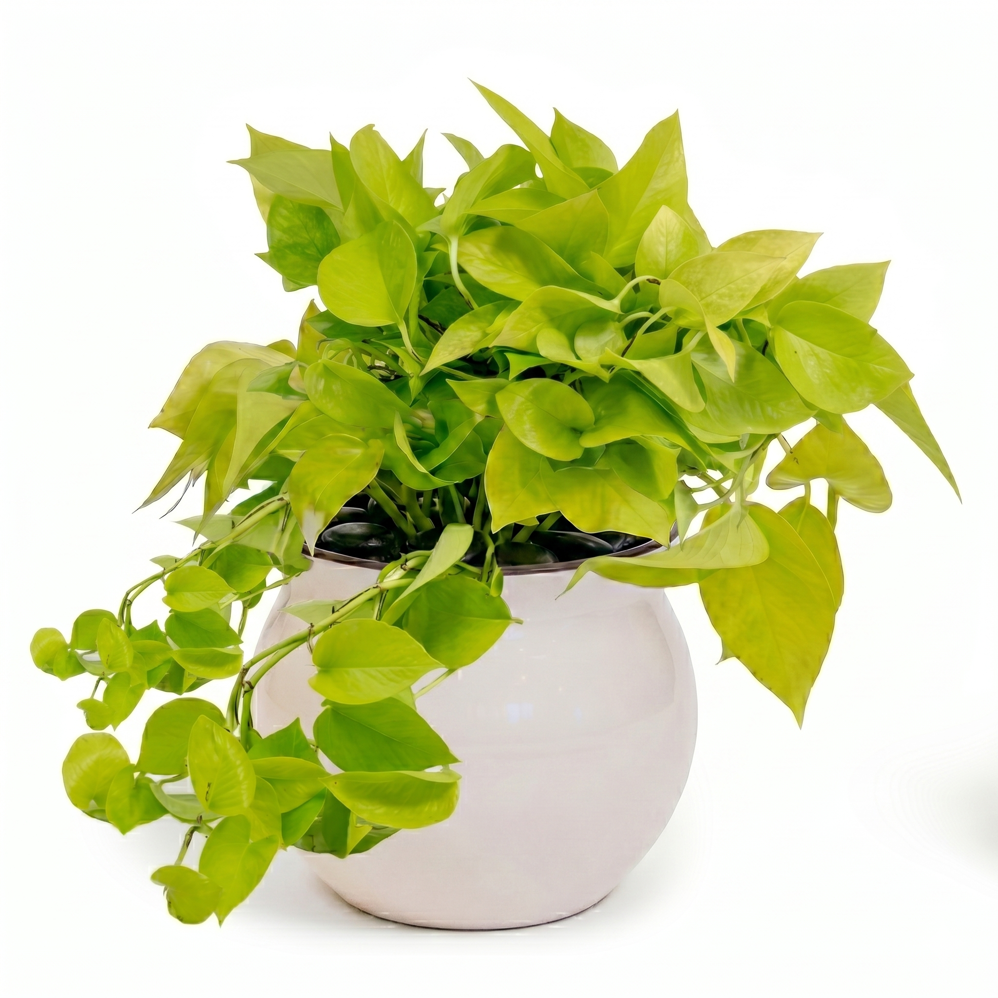 Neon Pothos