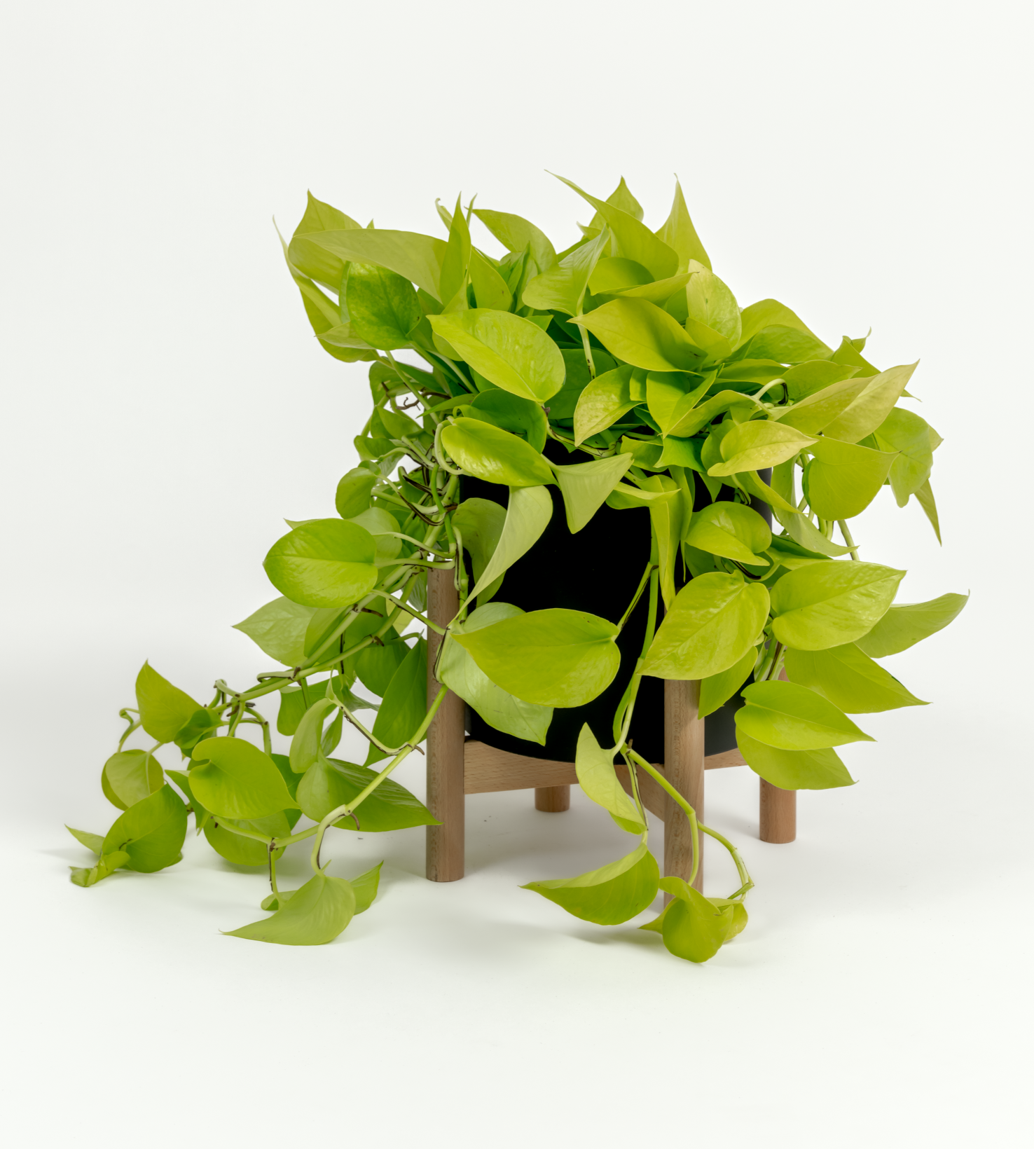 Epipremnum aureum 'Neon'