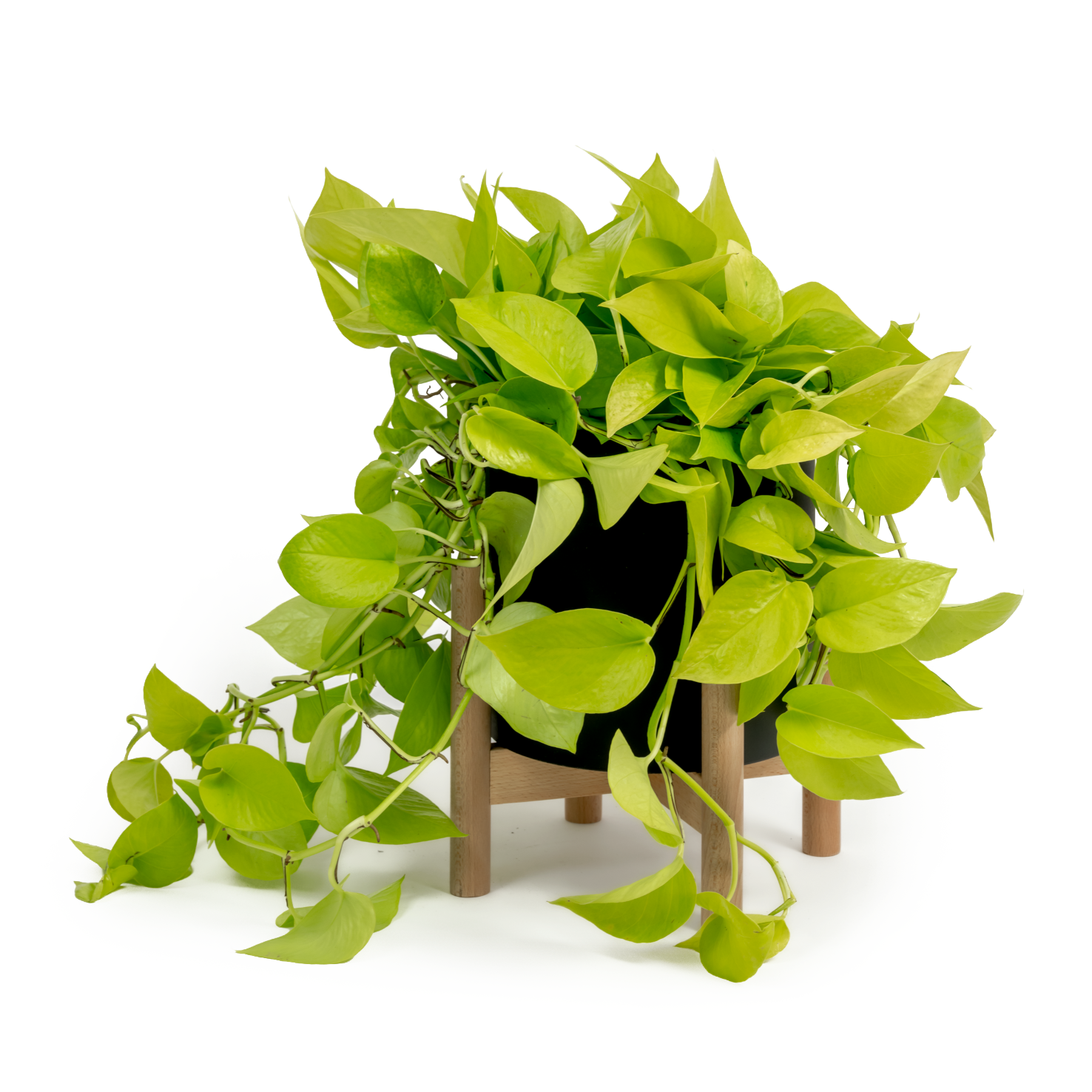 Neon Pothos