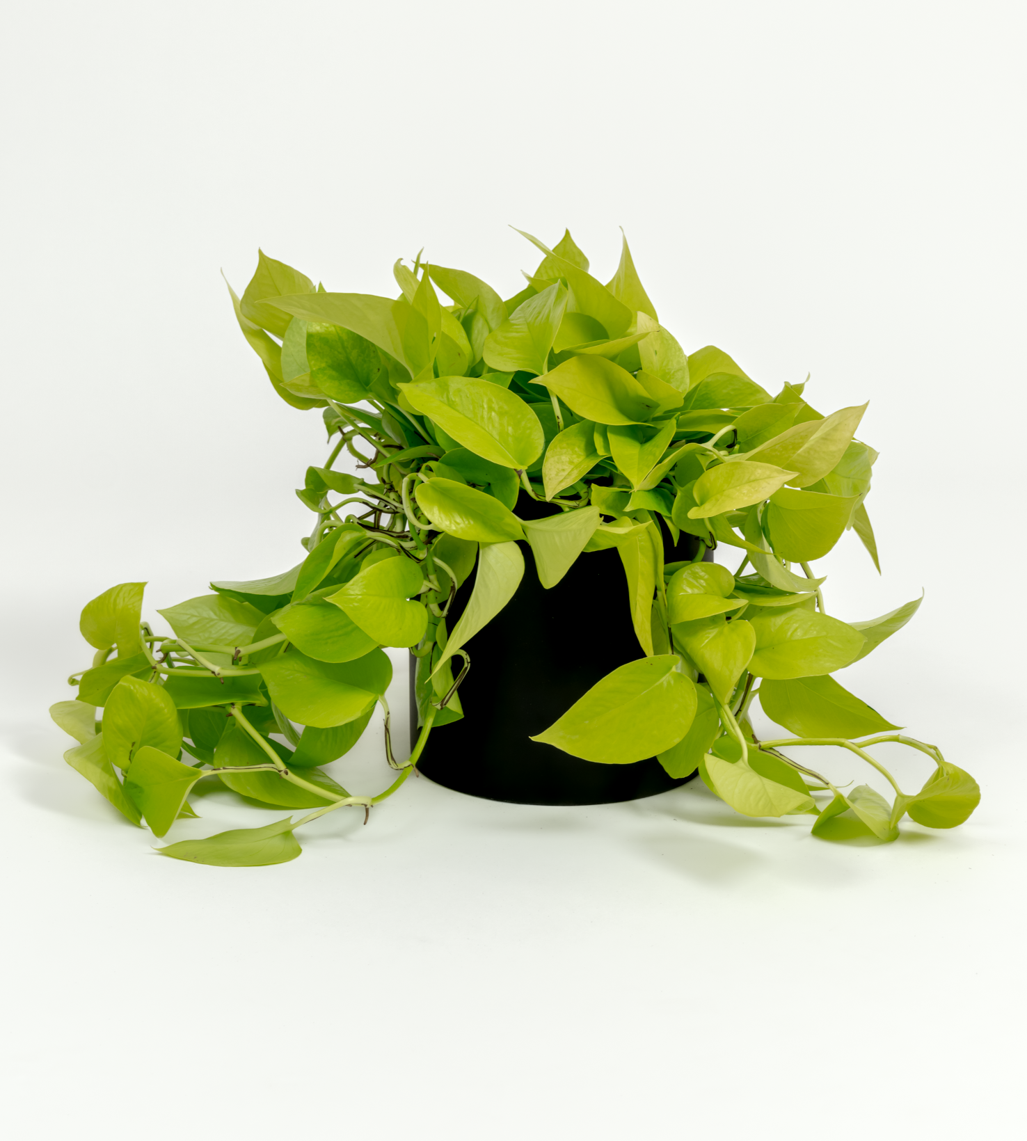Epipremnum aureum 'Neon'