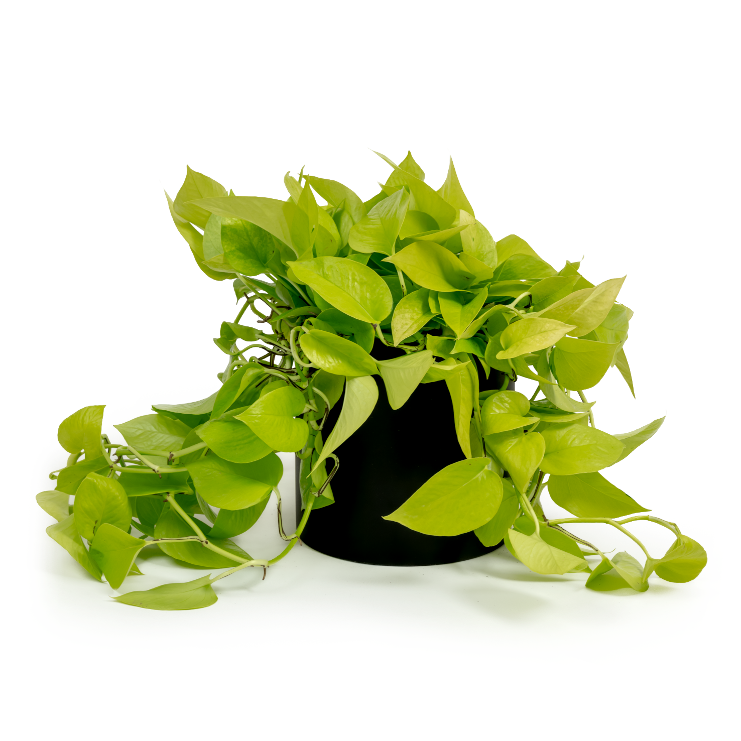 Neon Pothos