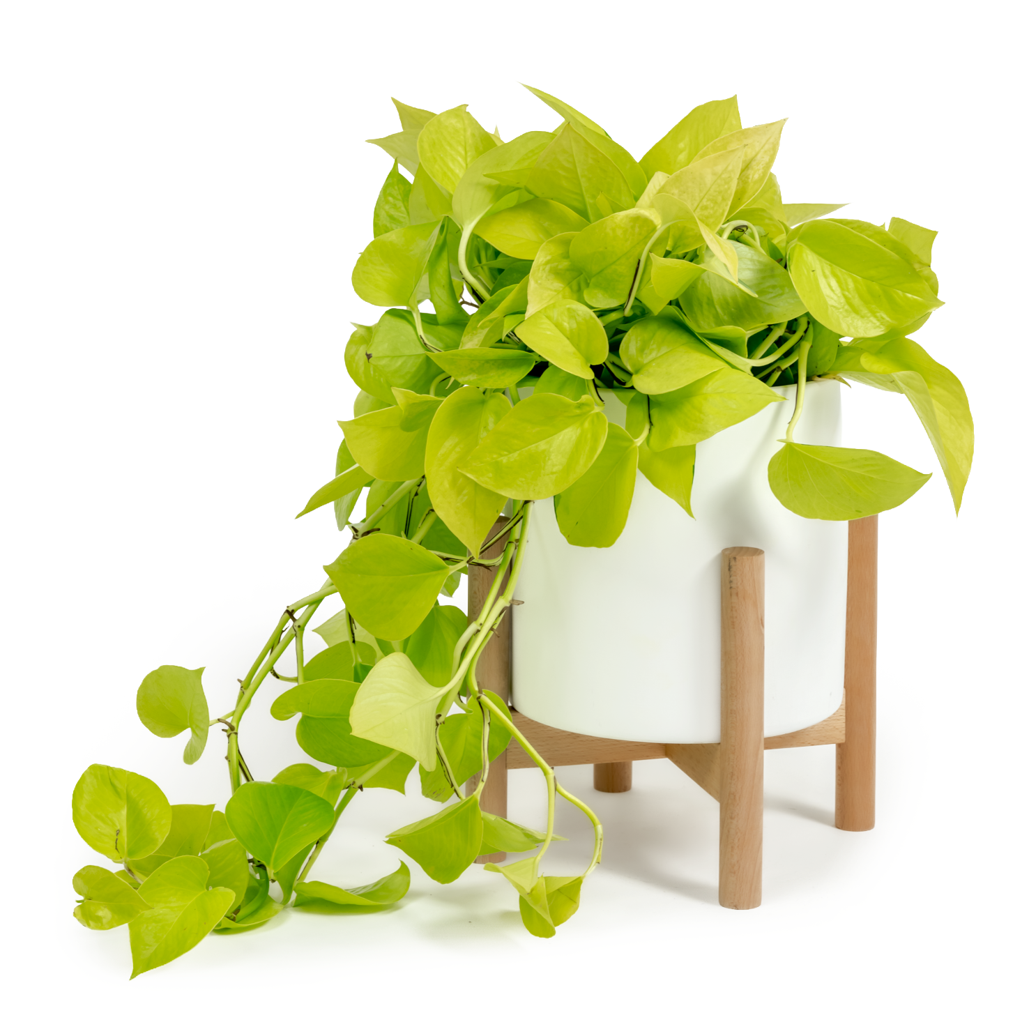 Neon Pothos