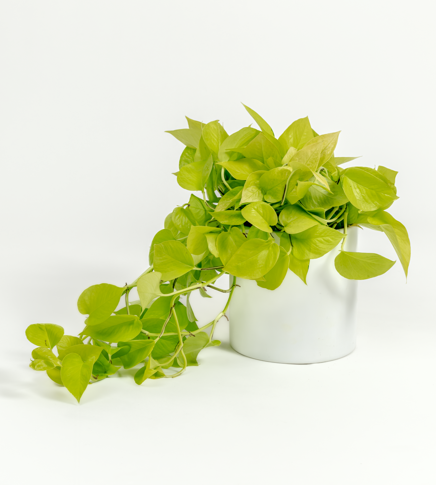 Epipremnum aureum 'Neon'