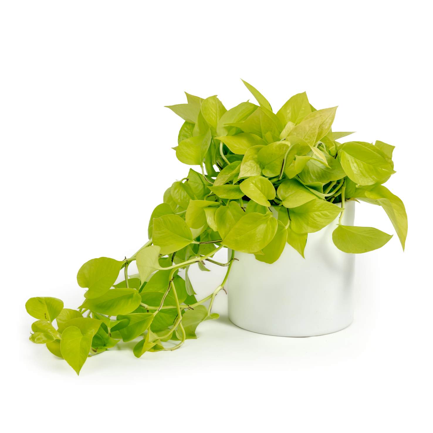 Neon Pothos