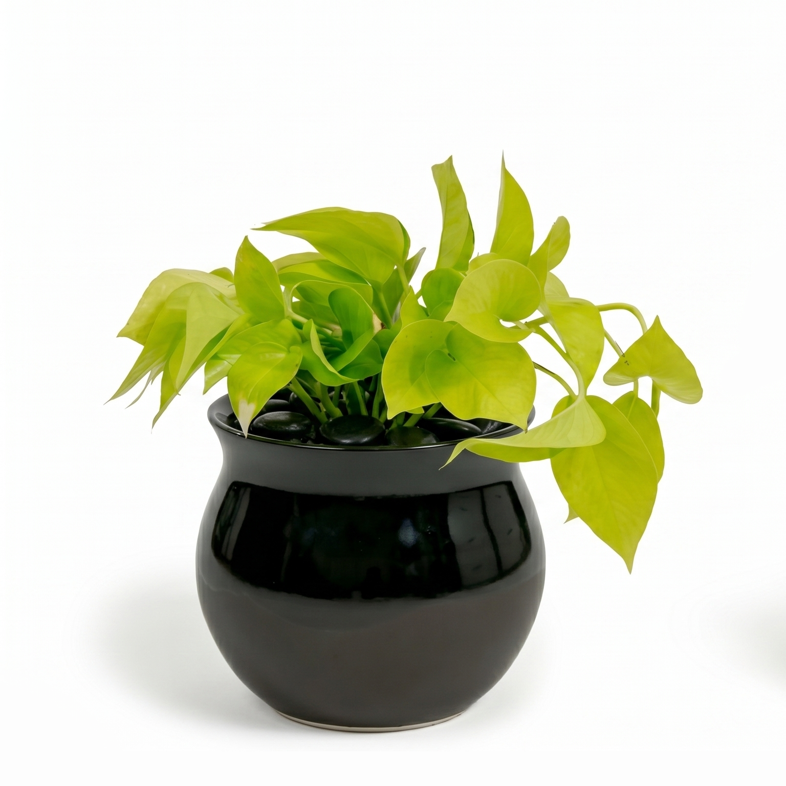 Neon Pothos