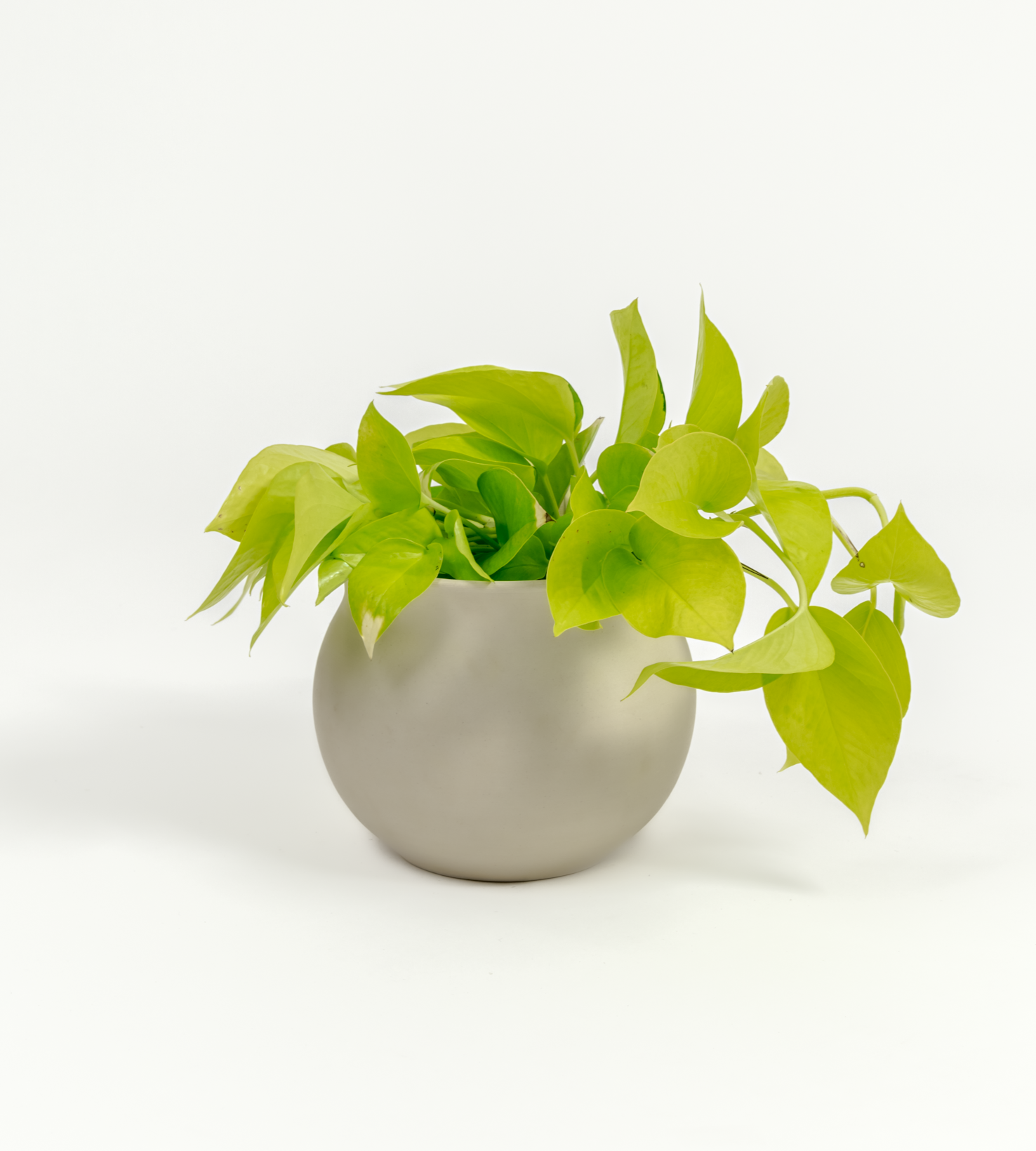 Epipremnum aureum 'Neon'