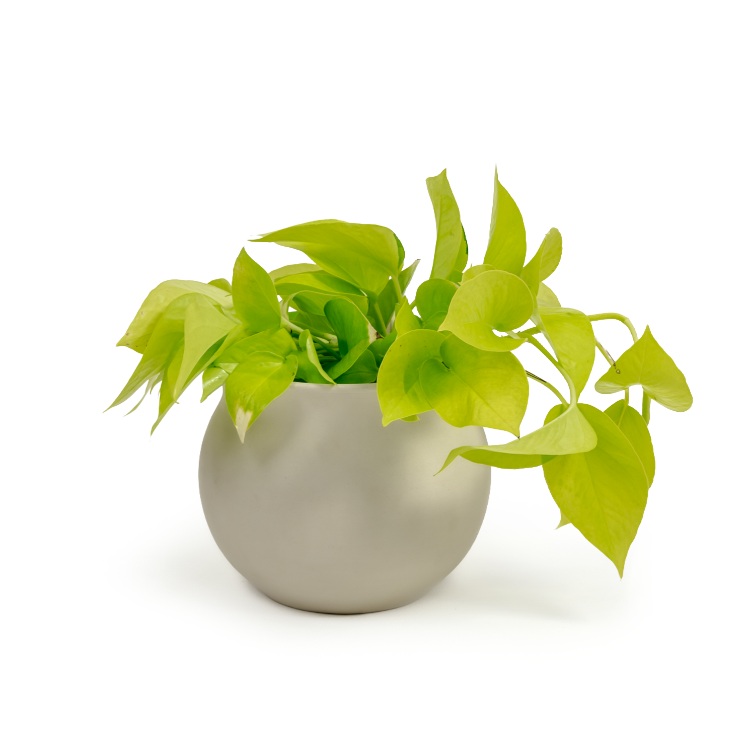 Neon Pothos