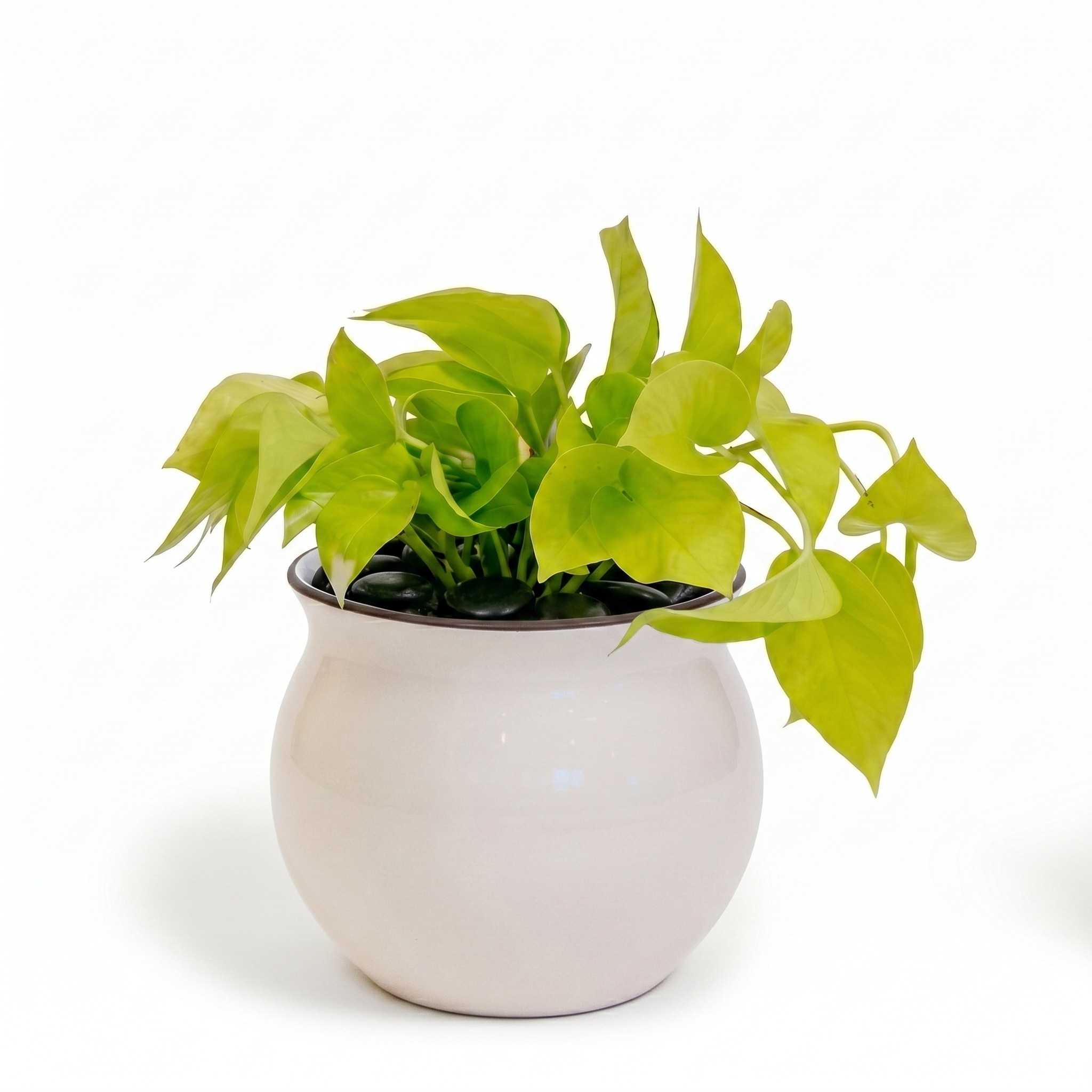 Neon Pothos