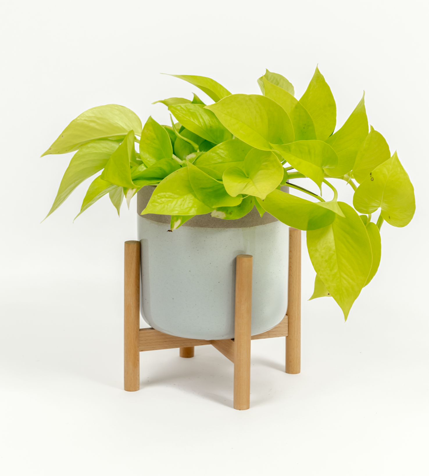 Epipremnum aureum 'Neon'