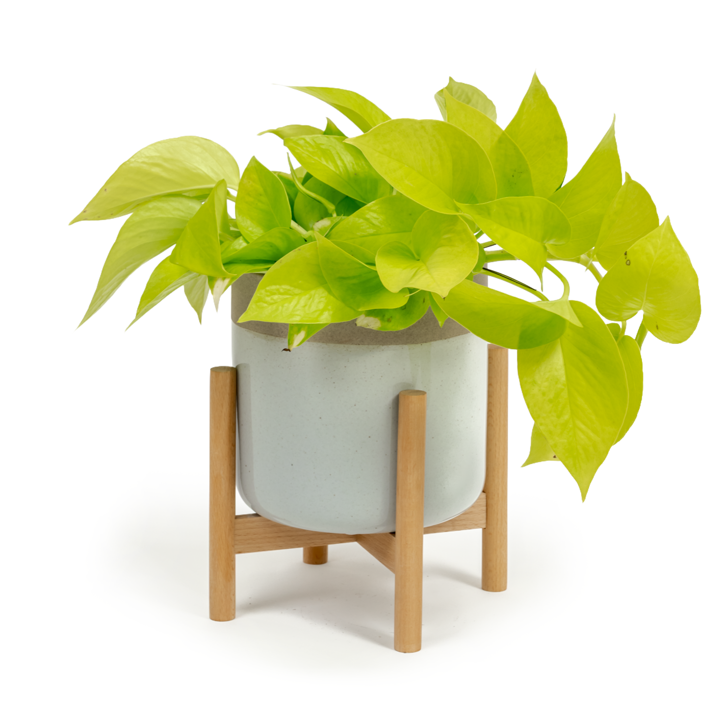 Neon Pothos