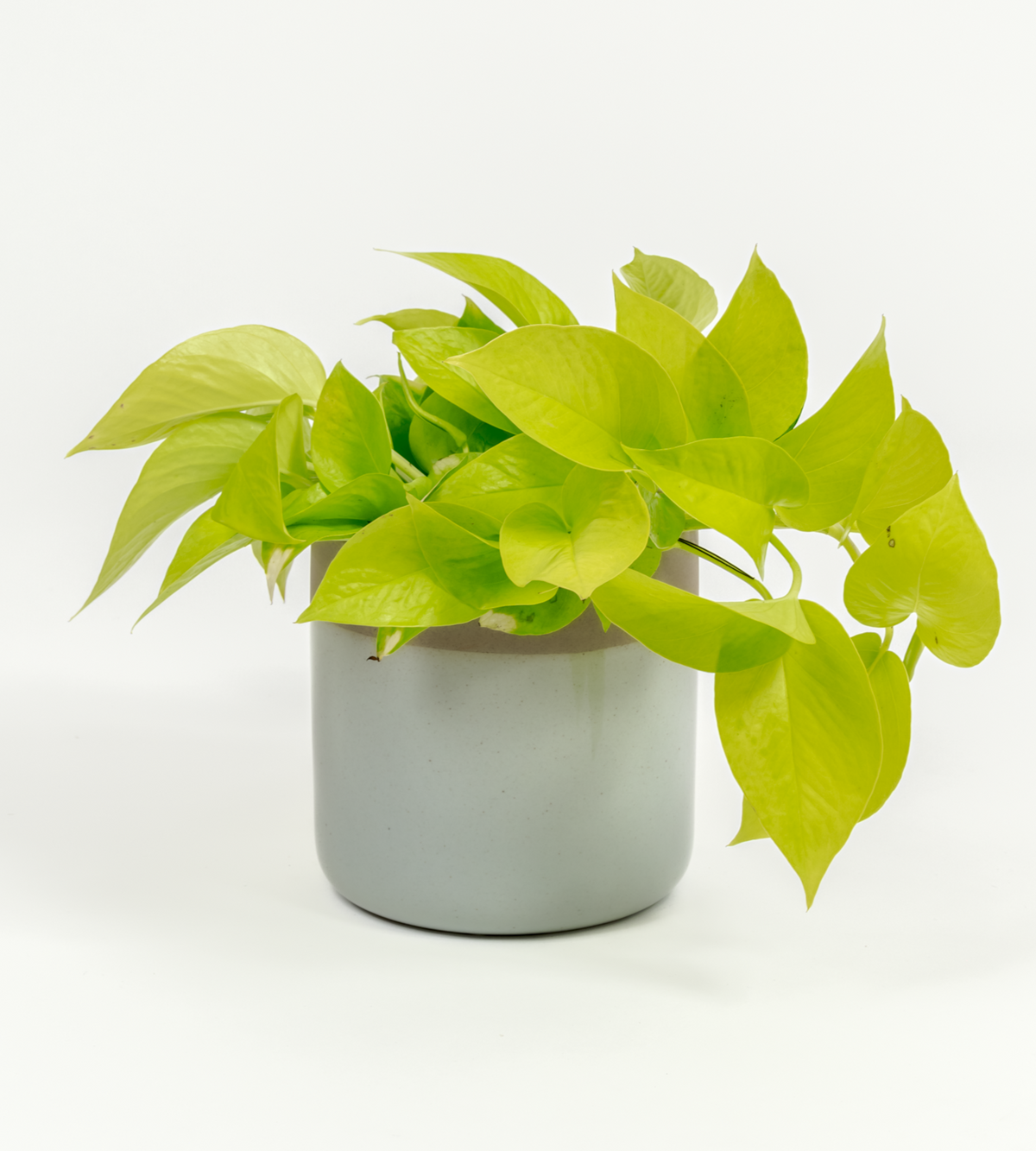 12+ Pothos Neon Neon Pothos - Epipremnum aureum 'Neon' - Small – Plantwell