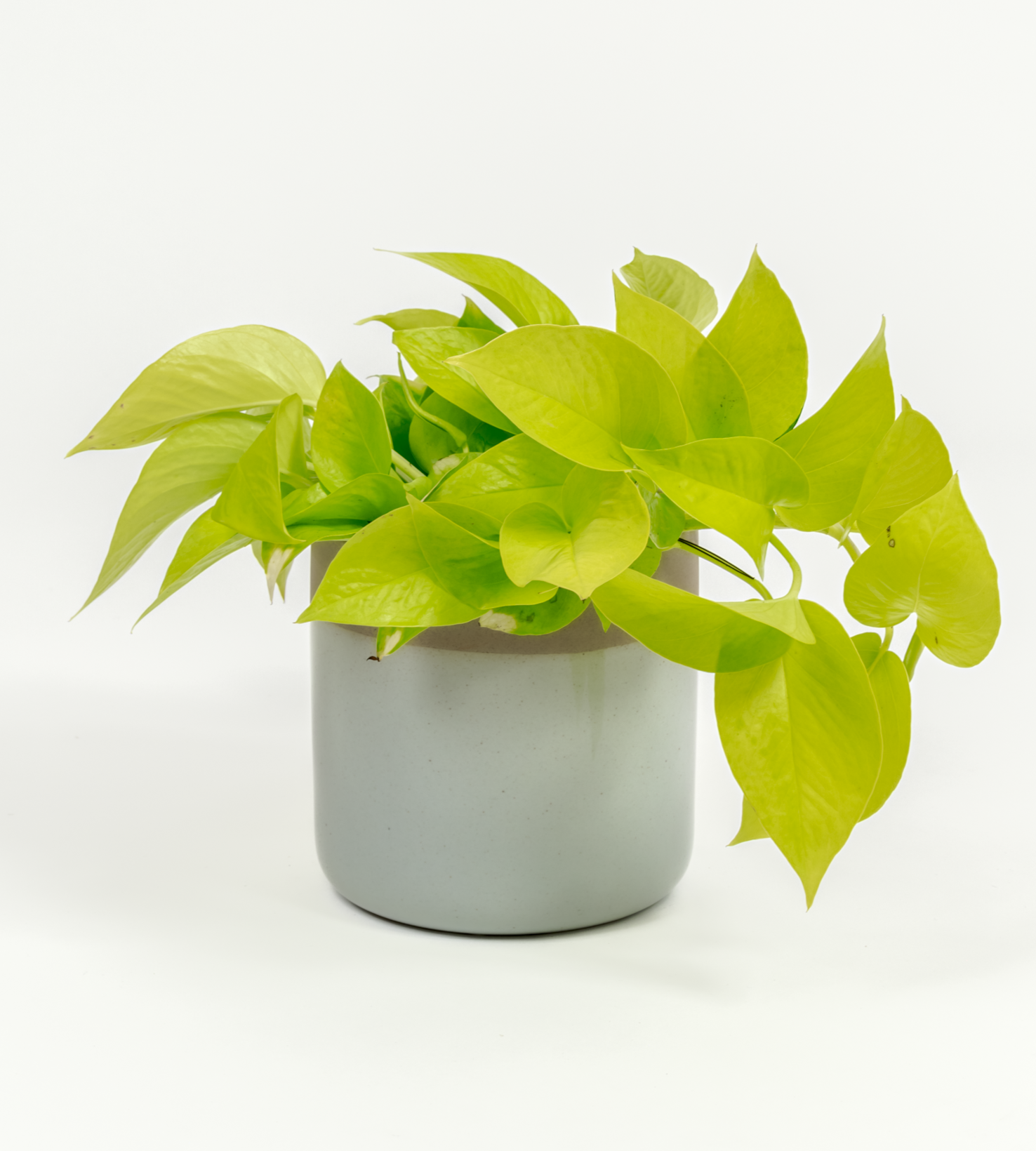 Epipremnum aureum 'Neon'