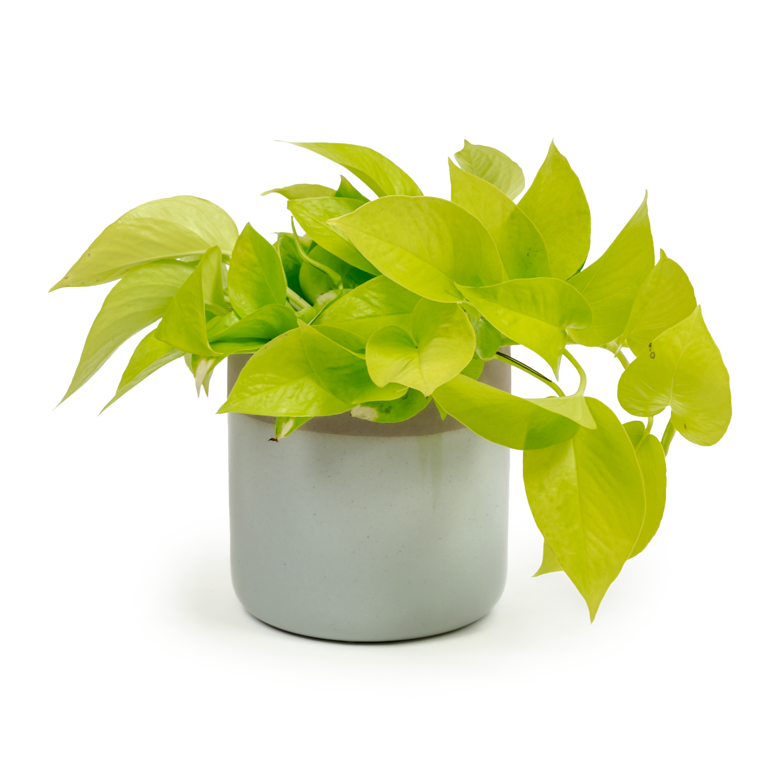 Neon Pothos