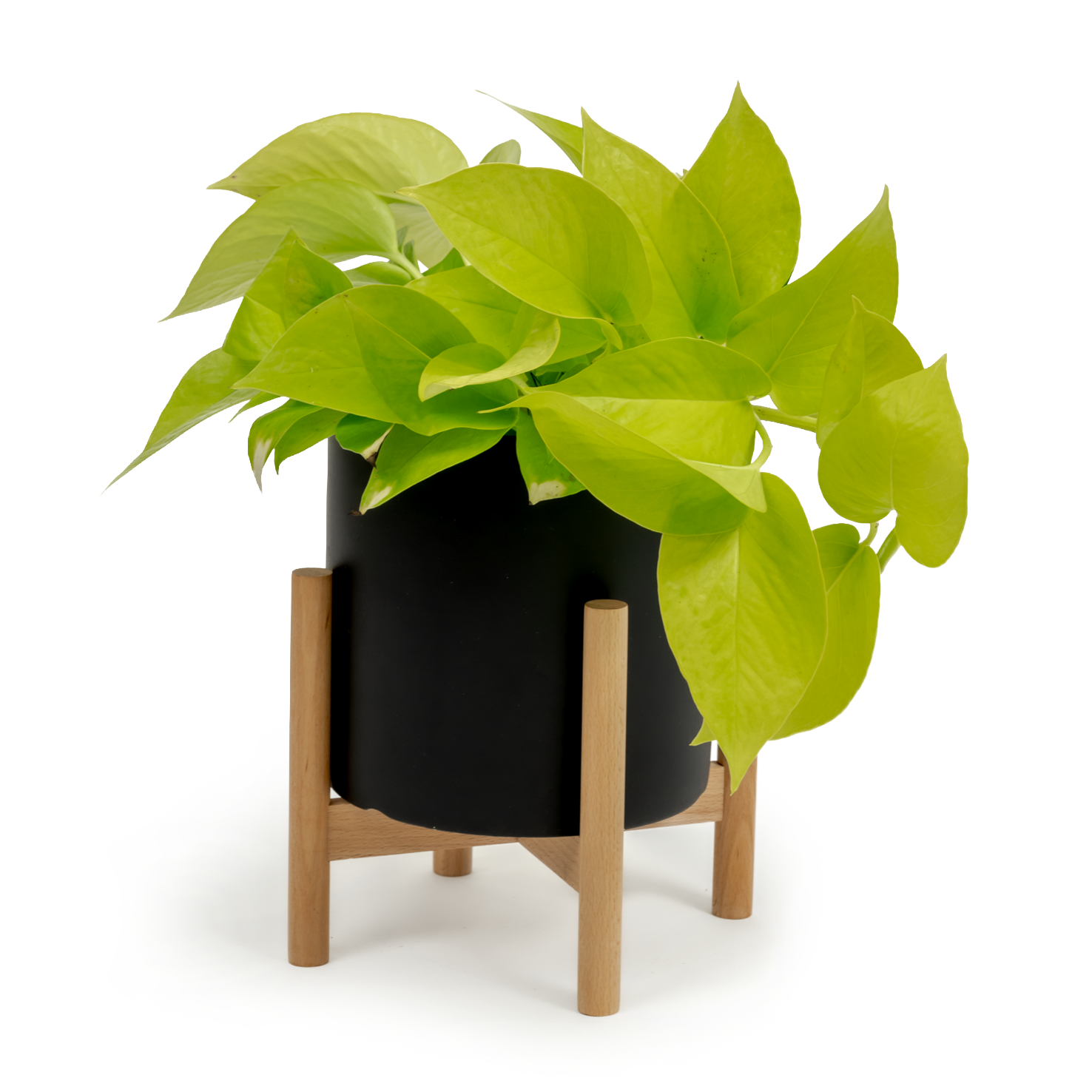 Neon Pothos