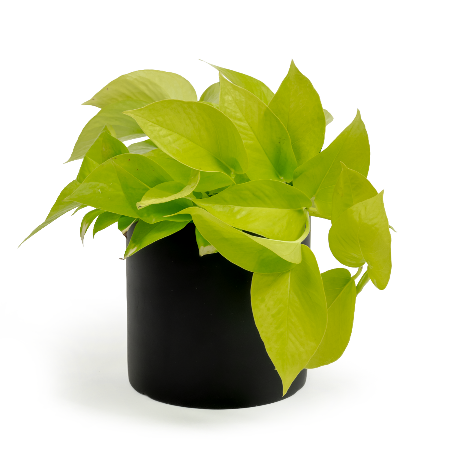 Neon Pothos