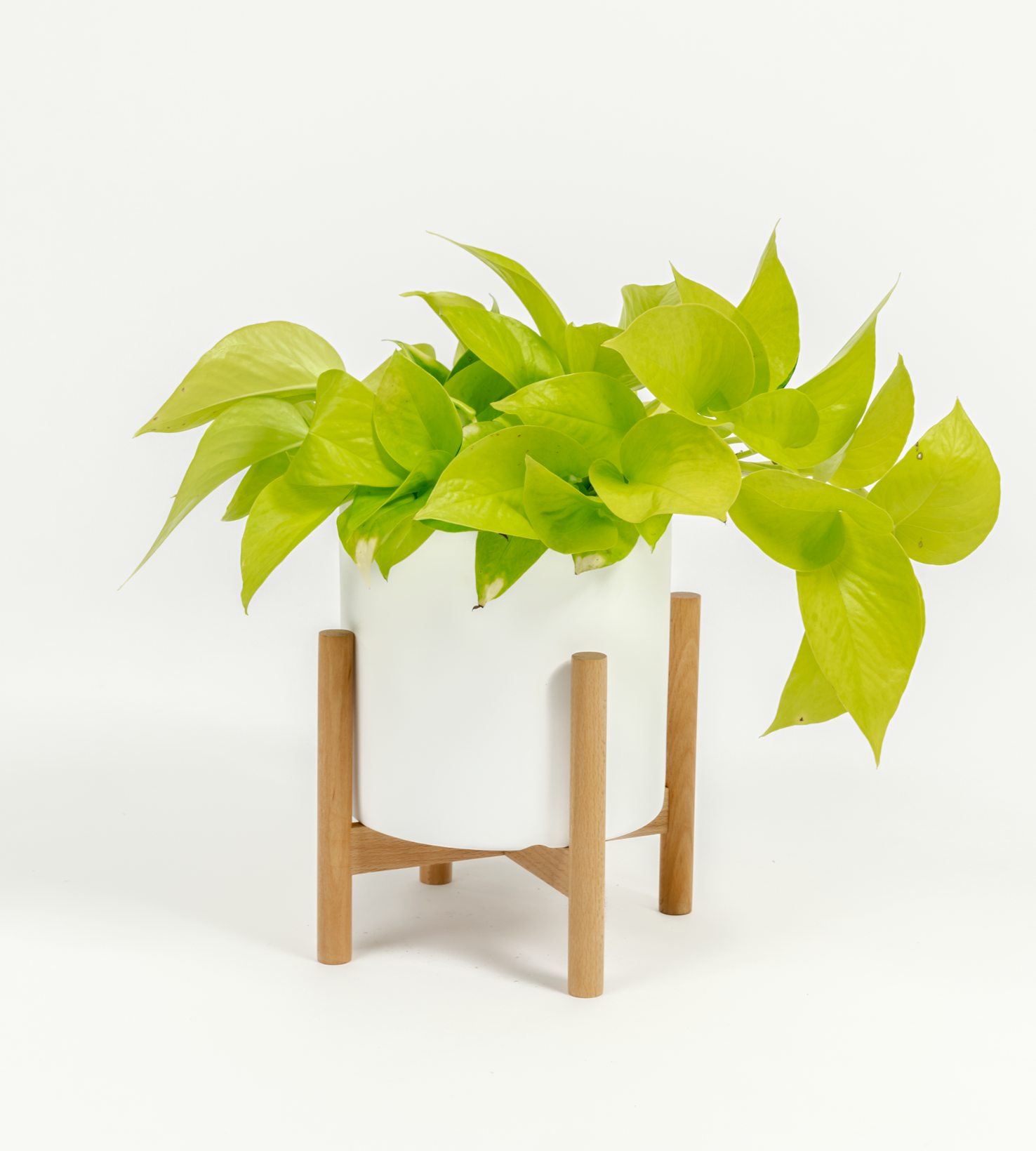 Epipremnum aureum 'Neon'